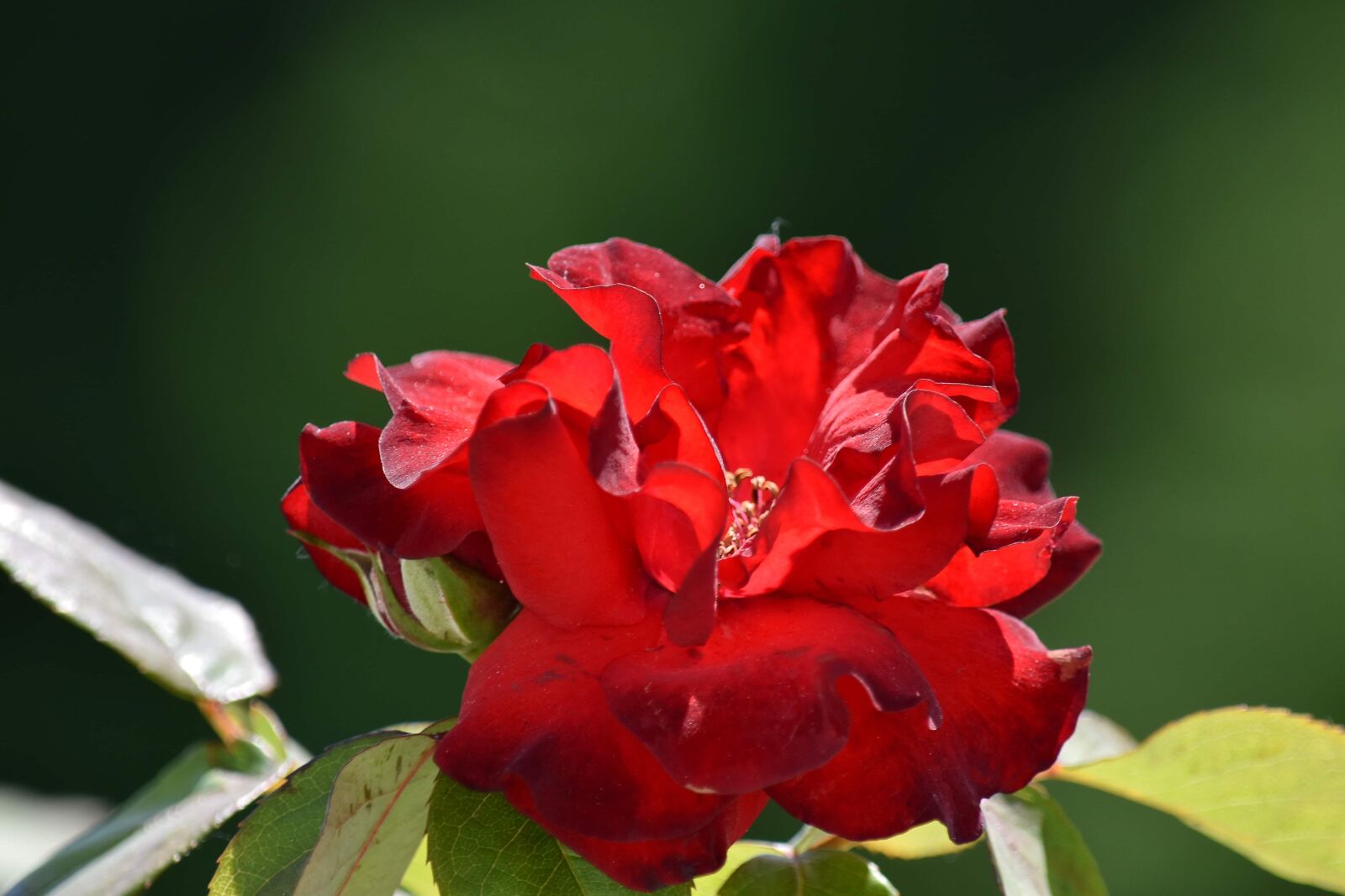 Nikon D5500 sample photo. Fair weather, herb, horticulture photography