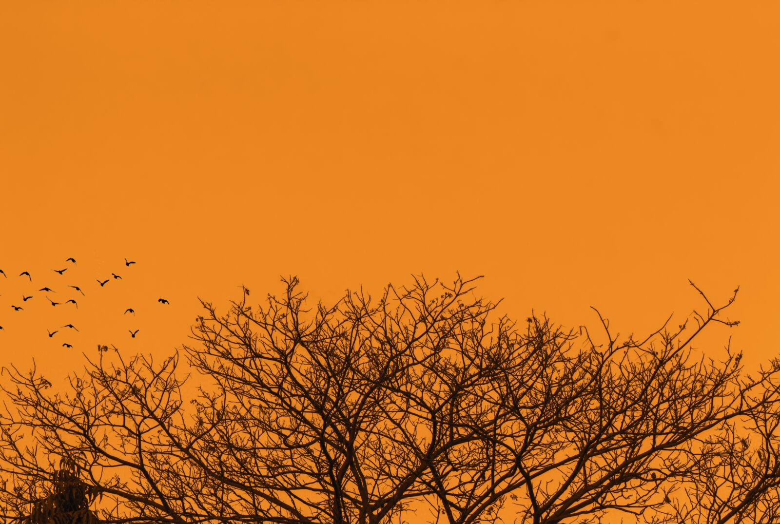 Canon EF-S 55-250mm F4-5.6 IS STM sample photo. Nature, tree, silhouette photography