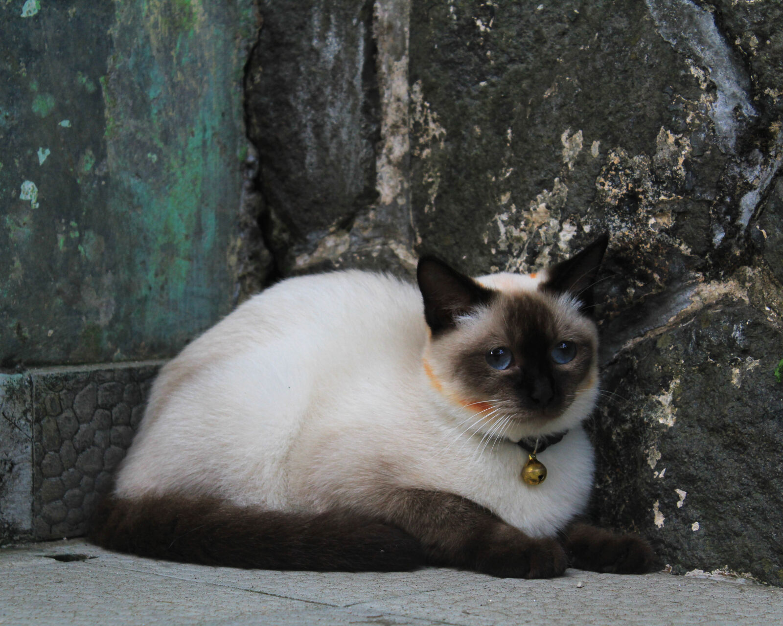 Canon EOS 1200D (EOS Rebel T5 / EOS Kiss X70 / EOS Hi) sample photo. Animal, animal, portrait, cat photography