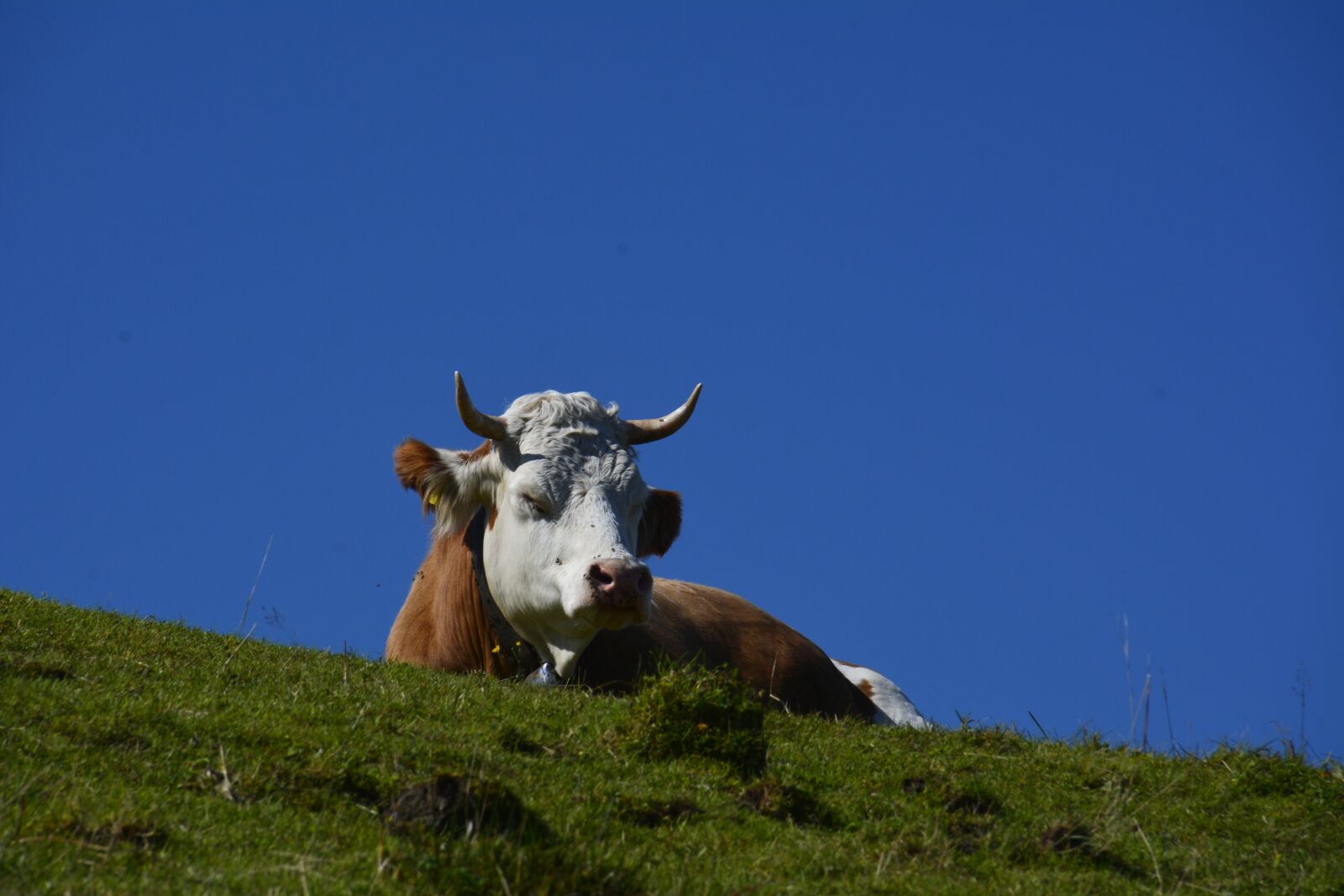 Nikon D7100 sample photo. Beef, animal, agriculture photography