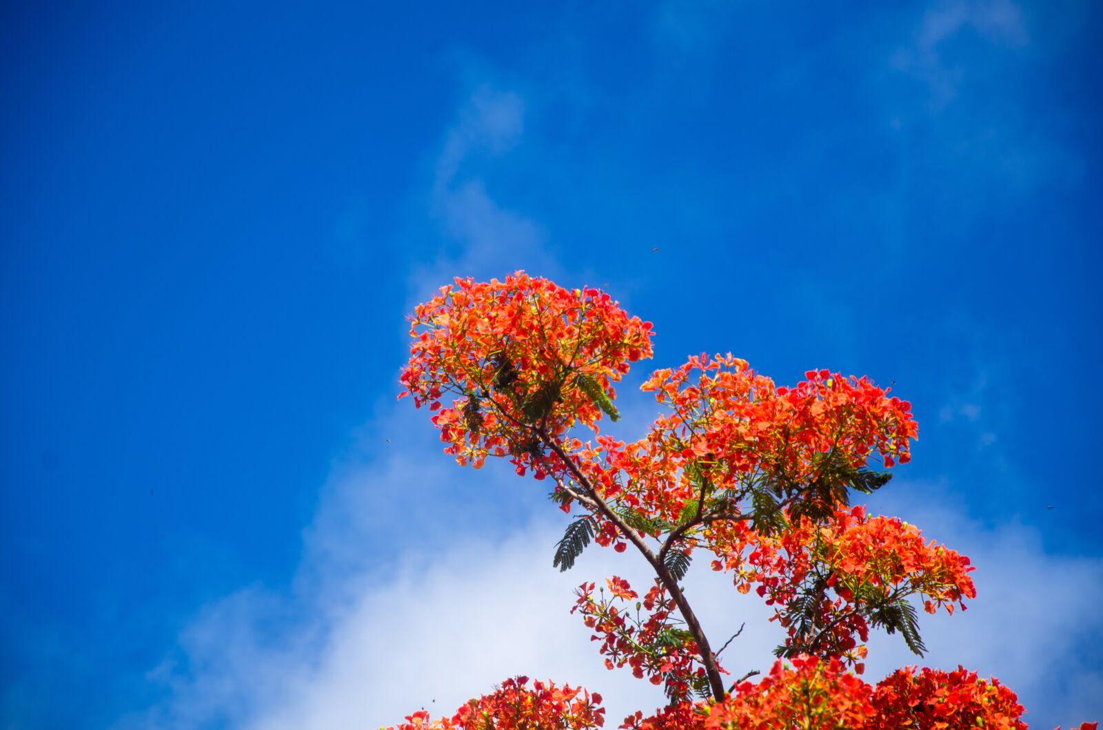 Nikon D7000 sample photo. Delonix regia, flower, sky photography