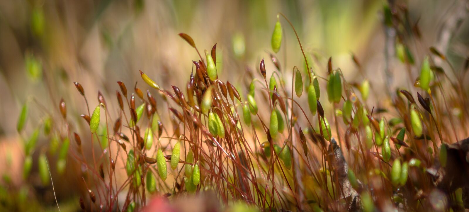 Pentax K-S2 sample photo. Moss, moss flower, green photography