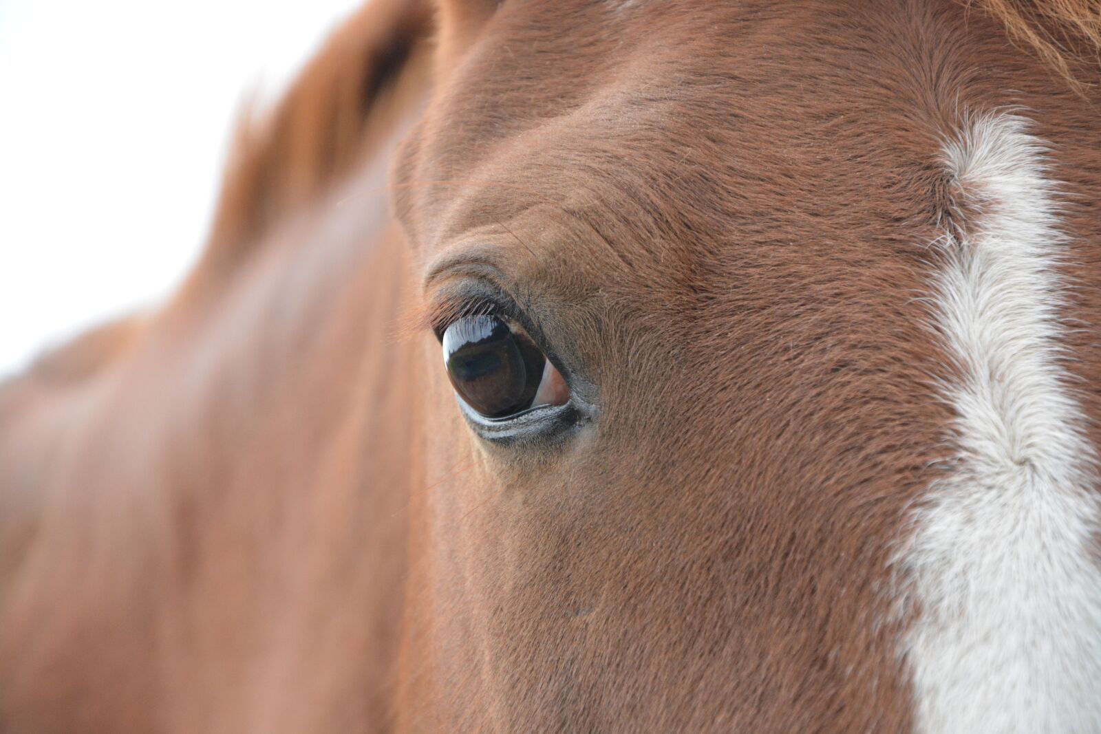 Nikon D5200 sample photo. Horse, equine, animal photography