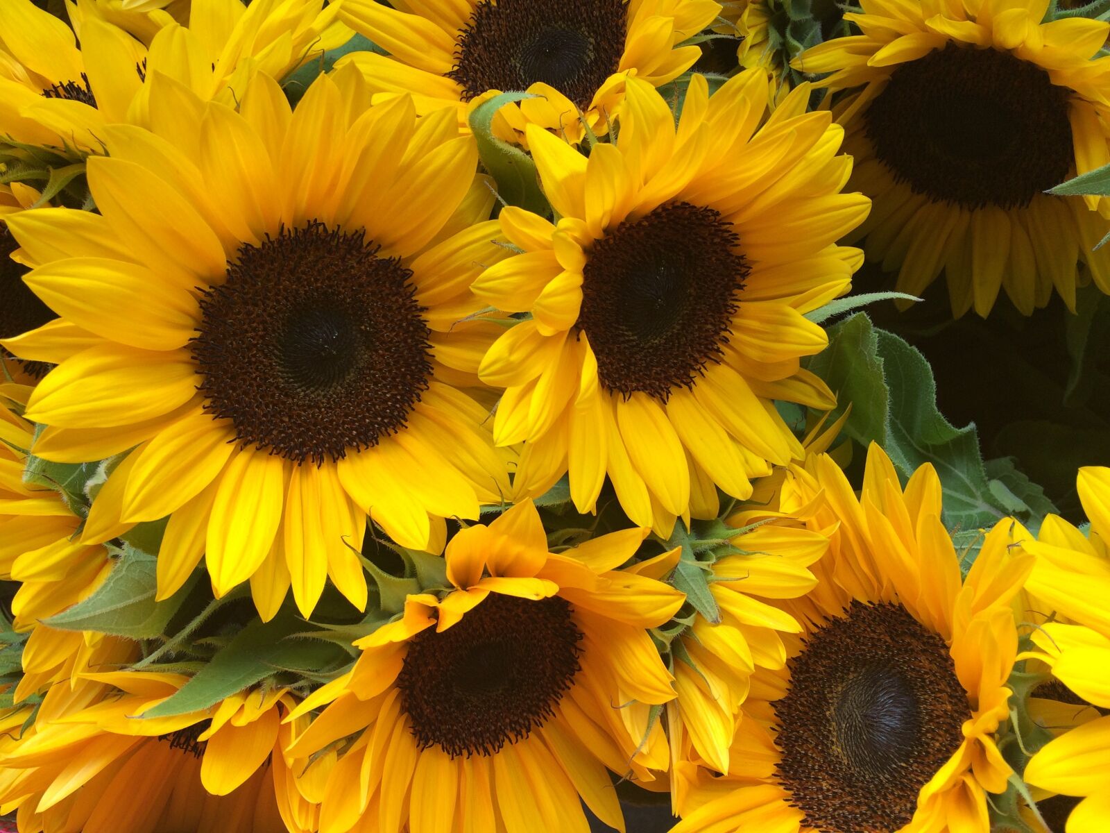 iPhone 5s back camera 4.15mm f/2.2 sample photo. Sunflower, summer, flower photography