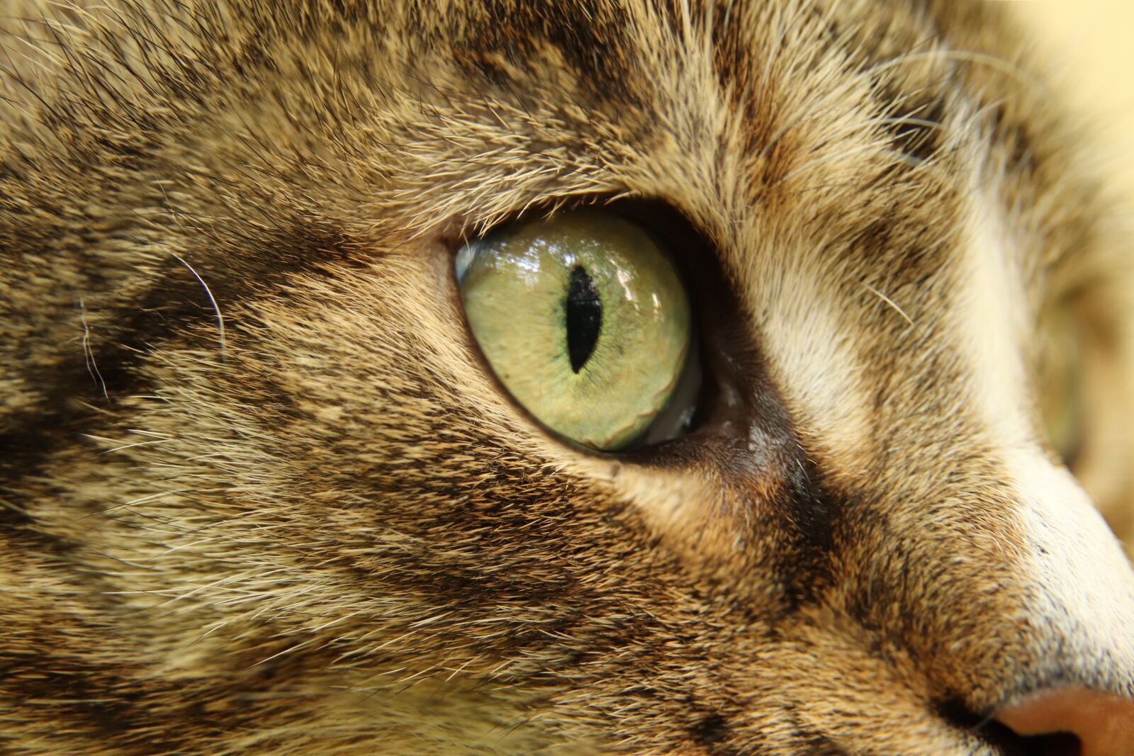 Canon EOS 800D (EOS Rebel T7i / EOS Kiss X9i) sample photo. Cat, domestic cat, cat's photography