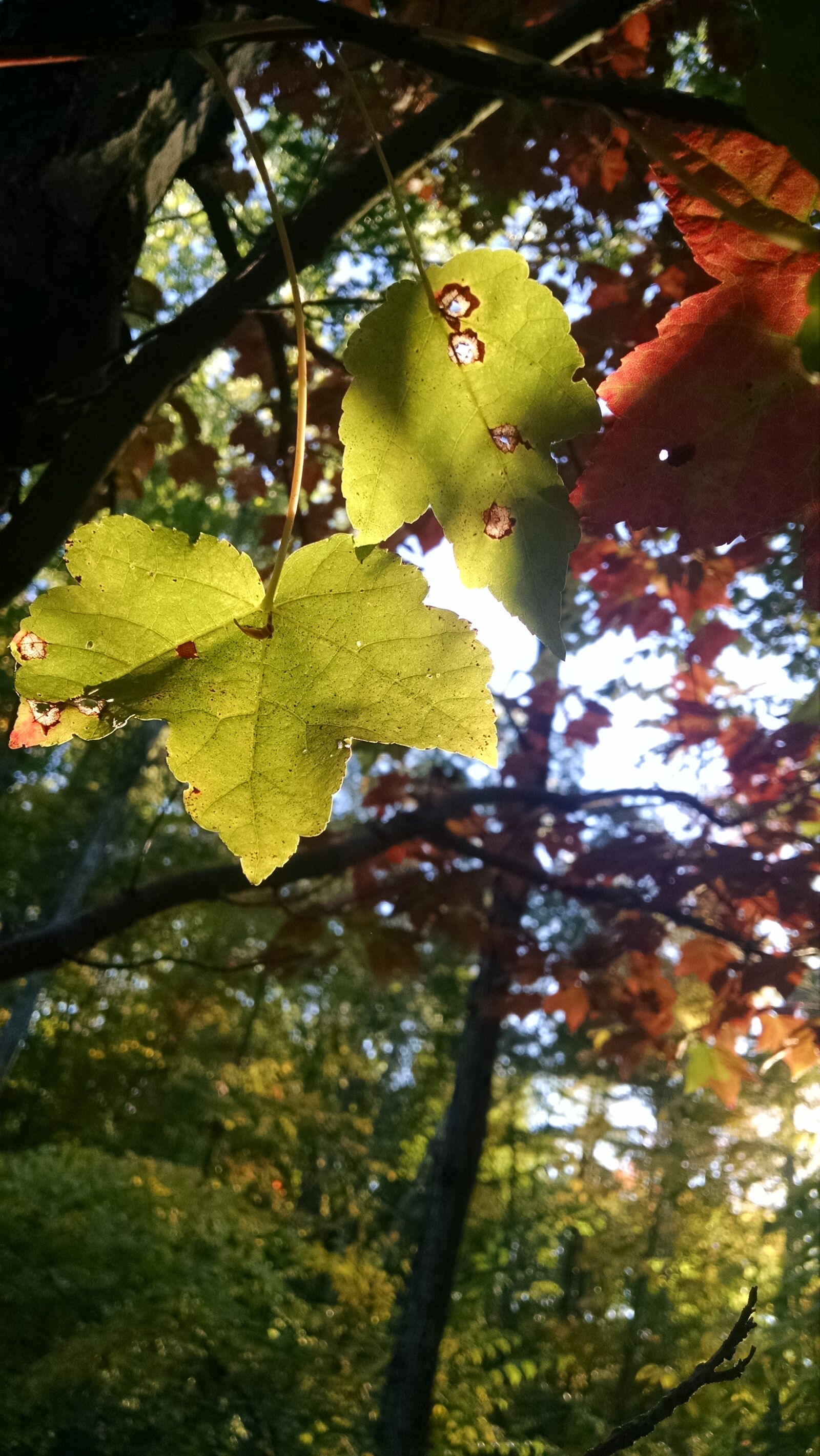 Motorola Moto X (1st Gen) sample photo. Foliage, leaves, nature photography
