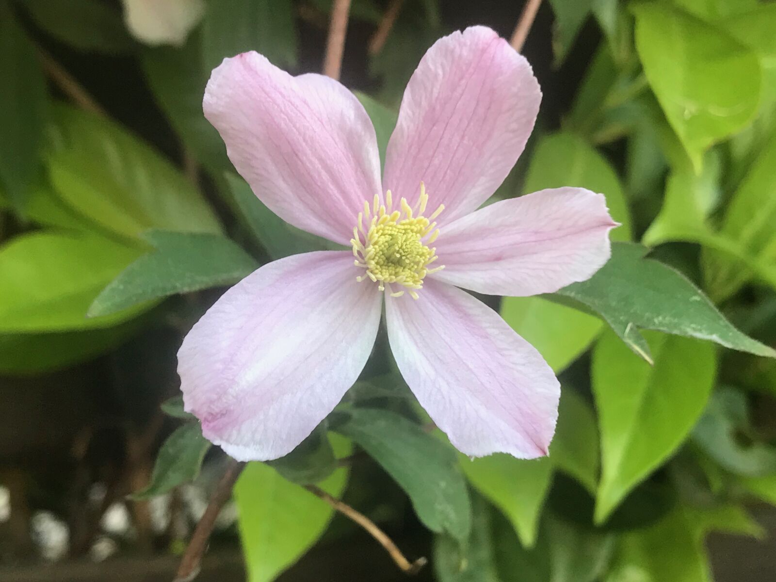 iPhone 7 Plus back dual camera 3.99mm f/1.8 sample photo. Flower, bleed, purple photography