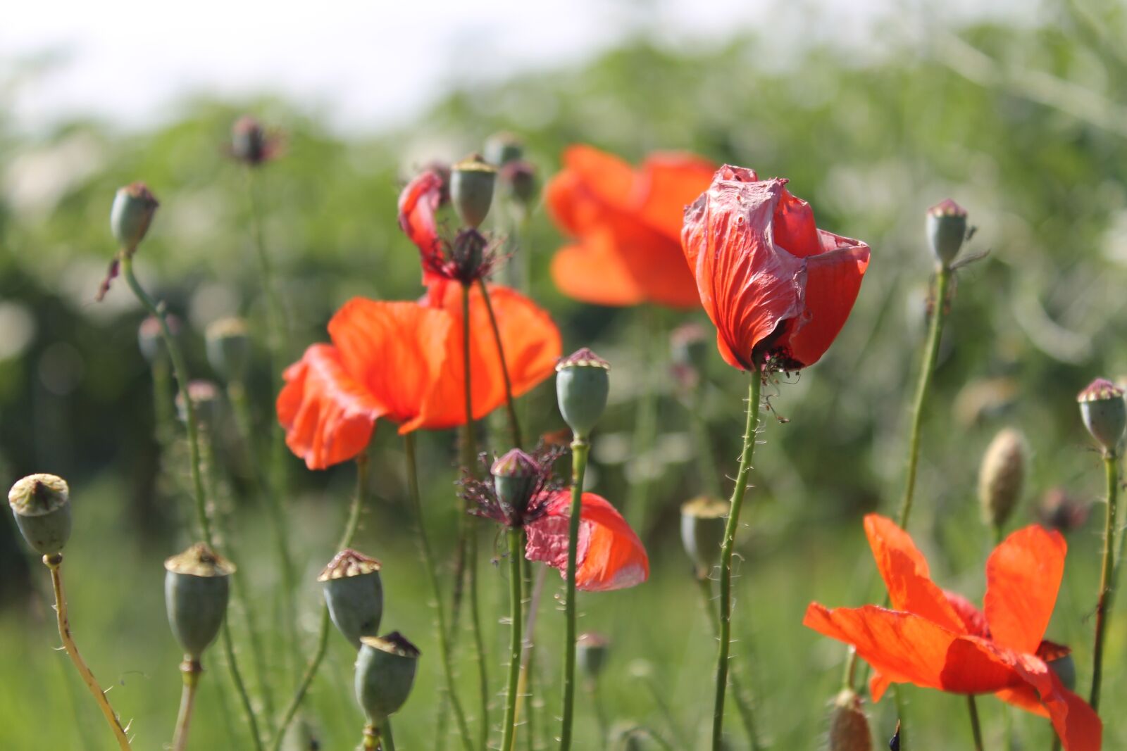 Canon EOS 1100D (EOS Rebel T3 / EOS Kiss X50) sample photo. Poppy, flower, nature photography