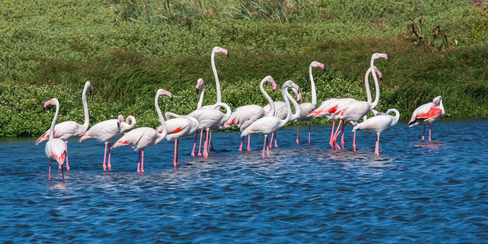 Canon EOS-1D Mark II N sample photo. Greater flamingos, wading, blue photography