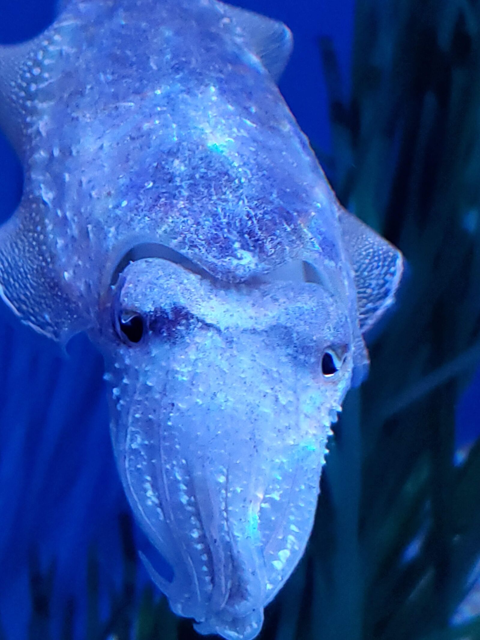 Samsung Galaxy S10+ sample photo. Cuddle fish, cuddler, aquarium photography