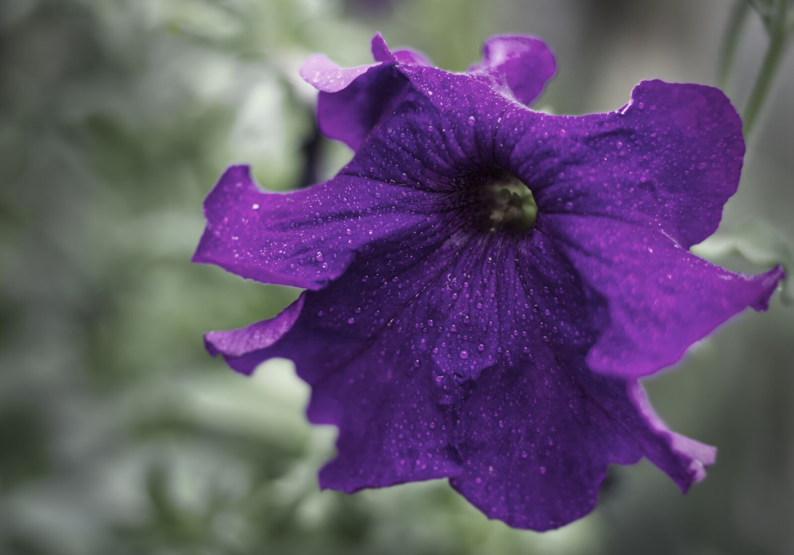 Canon EOS 760D (EOS Rebel T6s / EOS 8000D) + Canon EF 50mm F1.8 STM sample photo. Flower, purple, plant photography