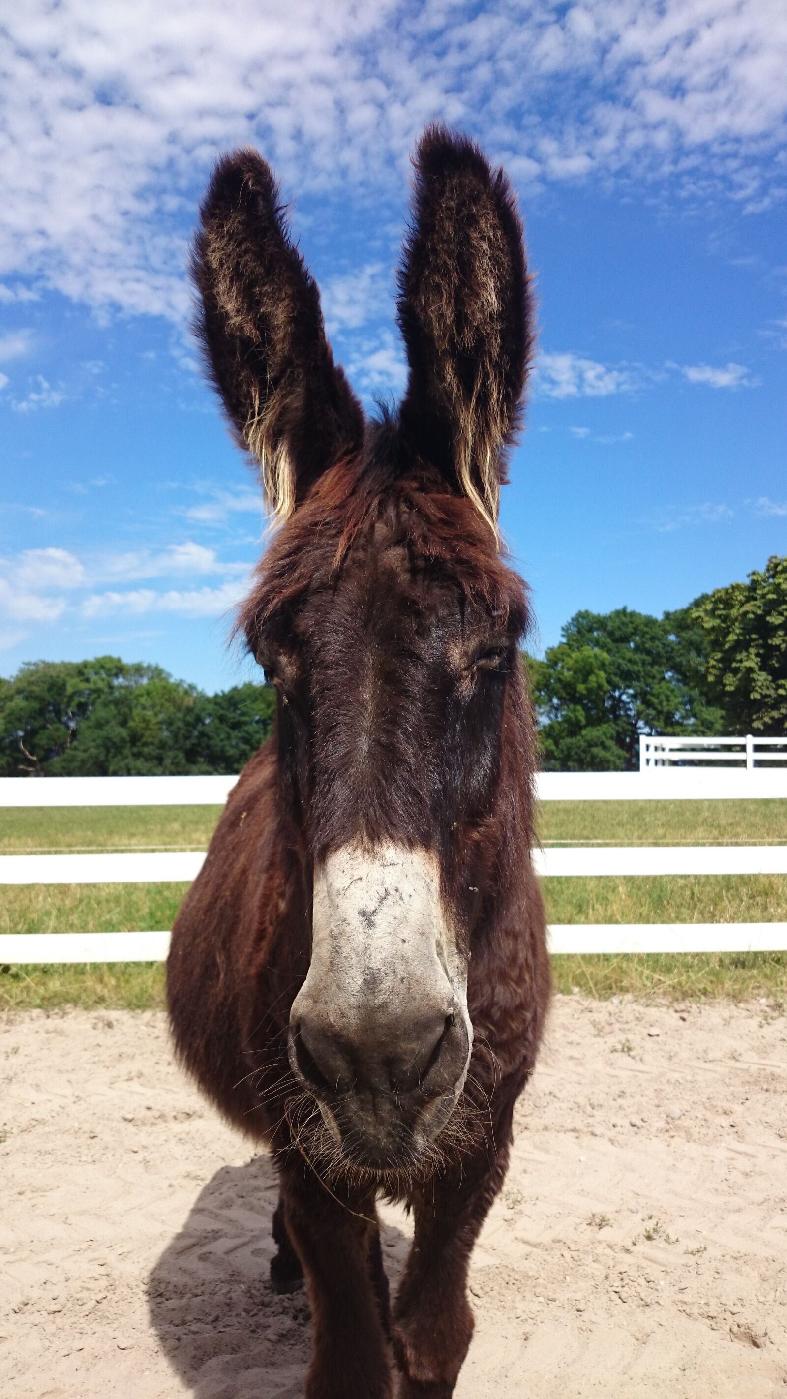 Sony Xperia Z1 Compact sample photo. Donkey, animal, mammal photography