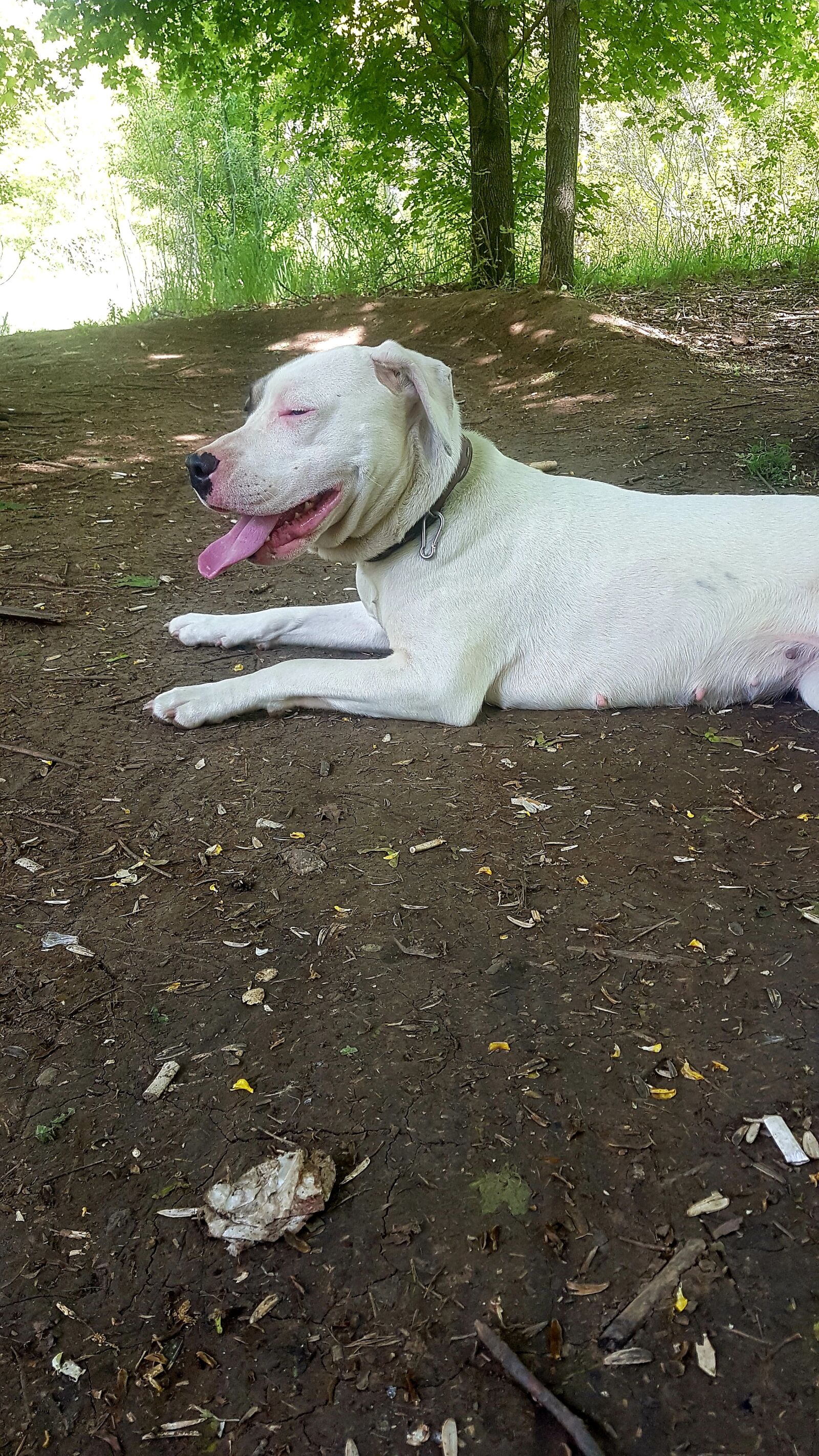 Samsung Galaxy S7 Edge sample photo. Dogo, arjentino, dog photography