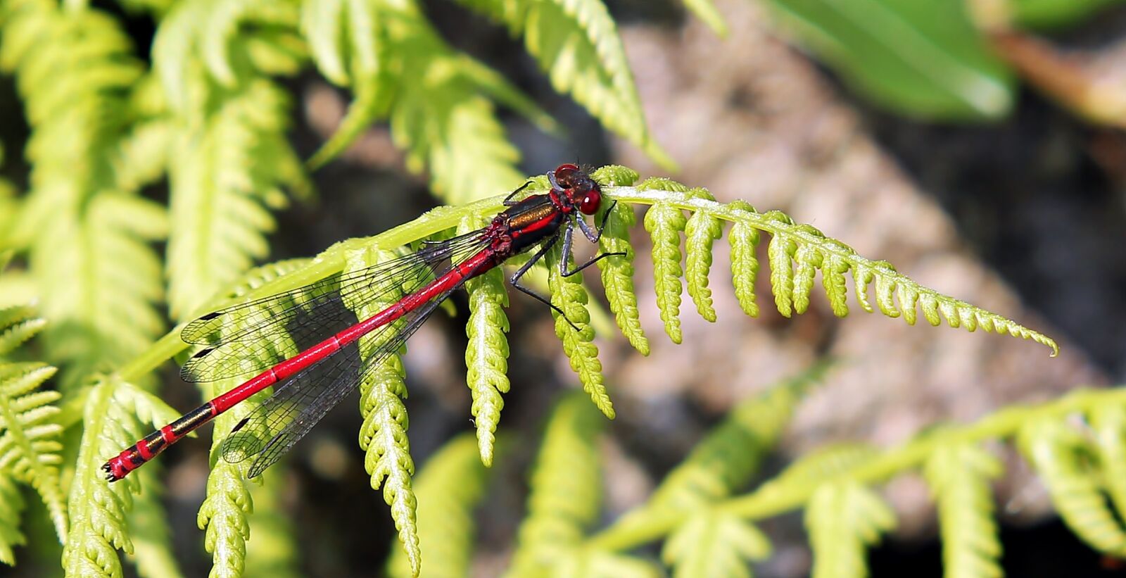 Canon EOS 550D (EOS Rebel T2i / EOS Kiss X4) sample photo. Dragonfly, red, insect photography