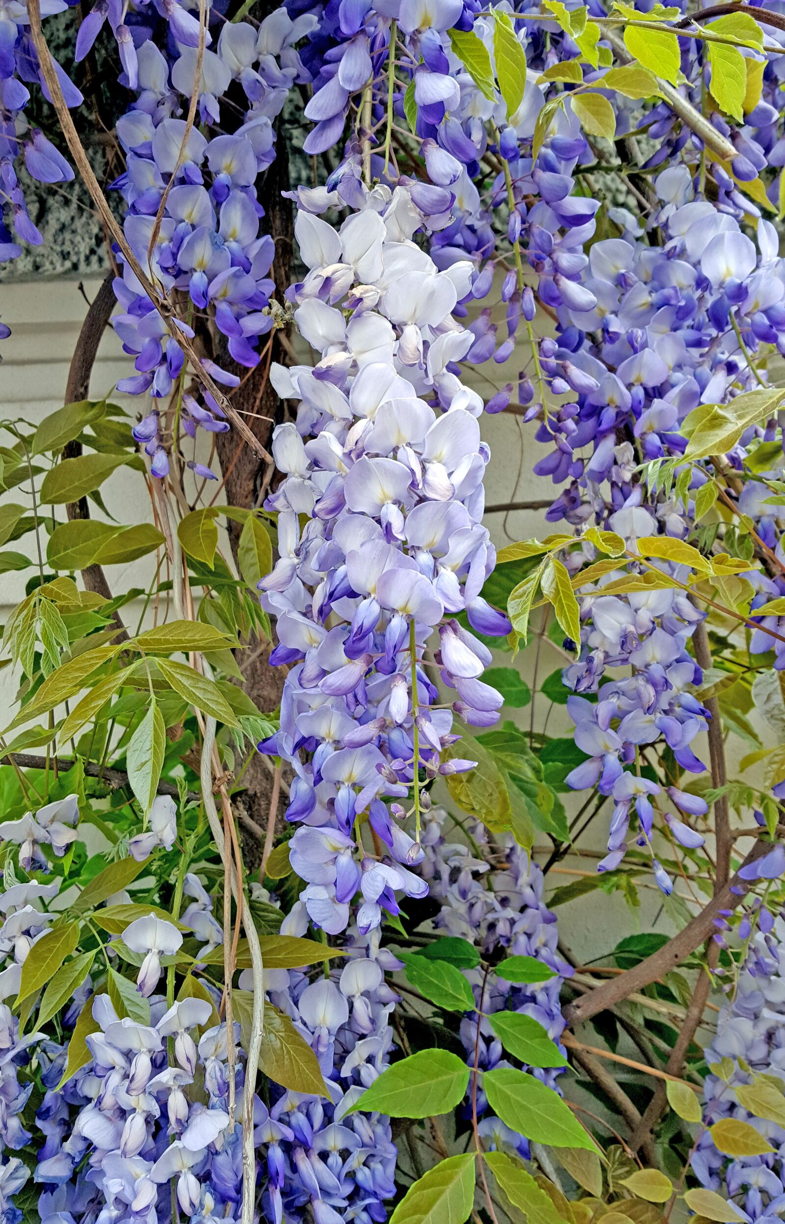 Samsung Galaxy S6 sample photo. Blue rain, flower, wisteria photography