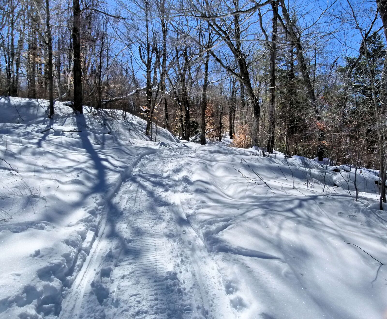 Panasonic Lumix DMC-FZ100 sample photo. Snow, winter, forest photography