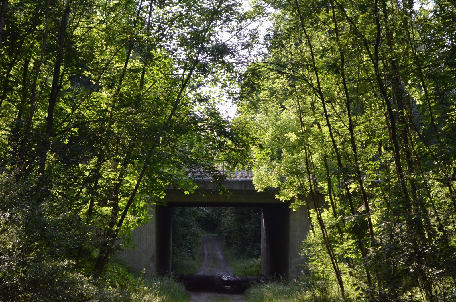 Nikon D5100 sample photo. Bridge, forest, nature photography