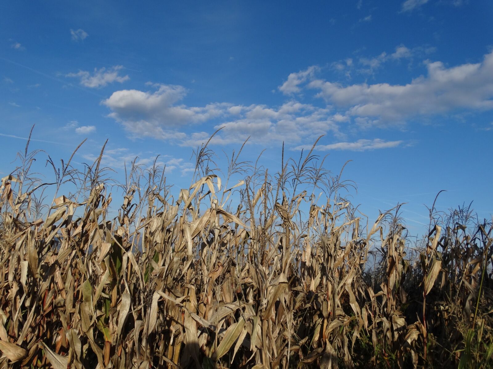 Sony Cyber-shot DSC-HX300 sample photo. Corn, field, harvest photography
