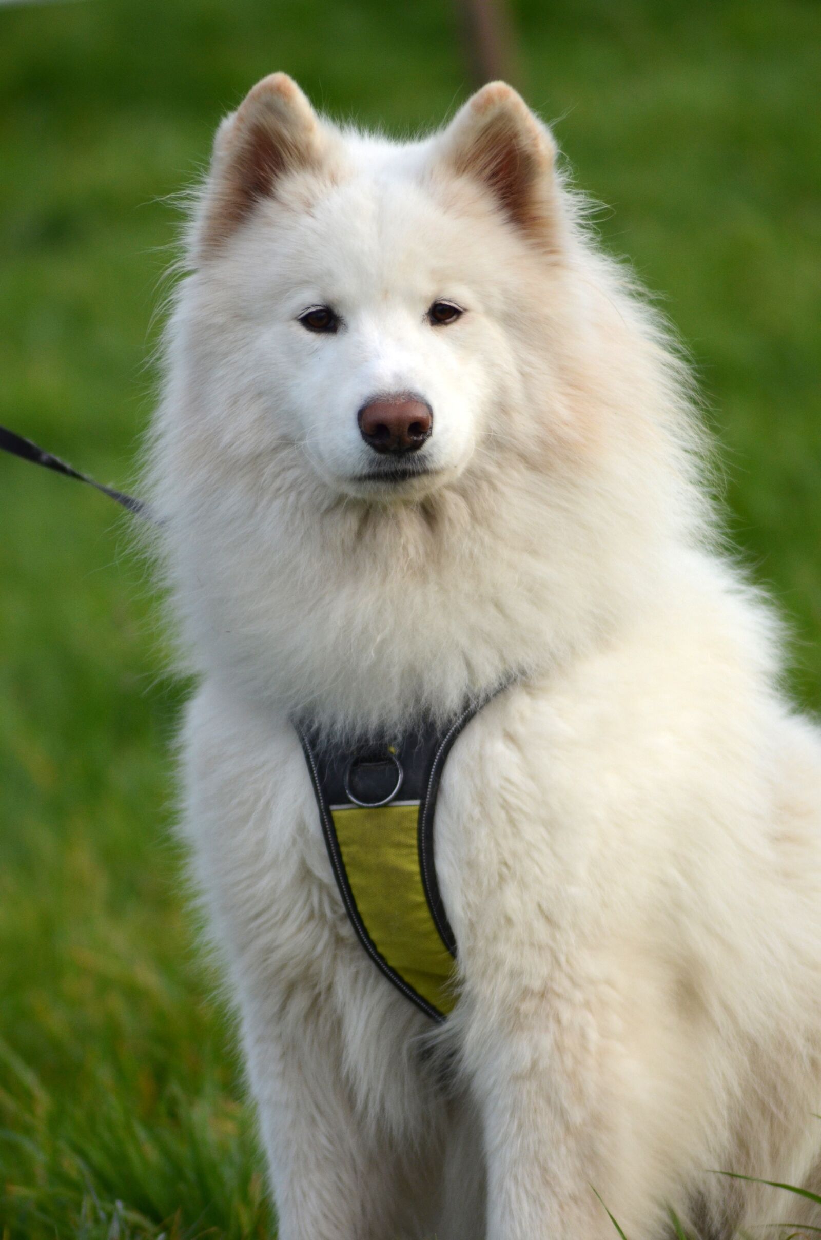 Nikon D5100 sample photo. Samoyed, sled dog, winter photography