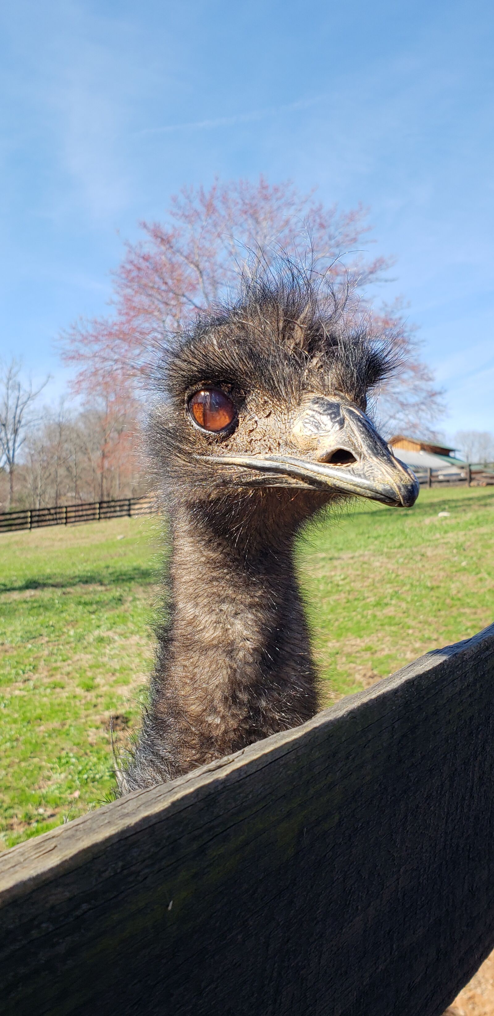 Samsung Galaxy S9+ sample photo. Ostrich, animal, cute photography