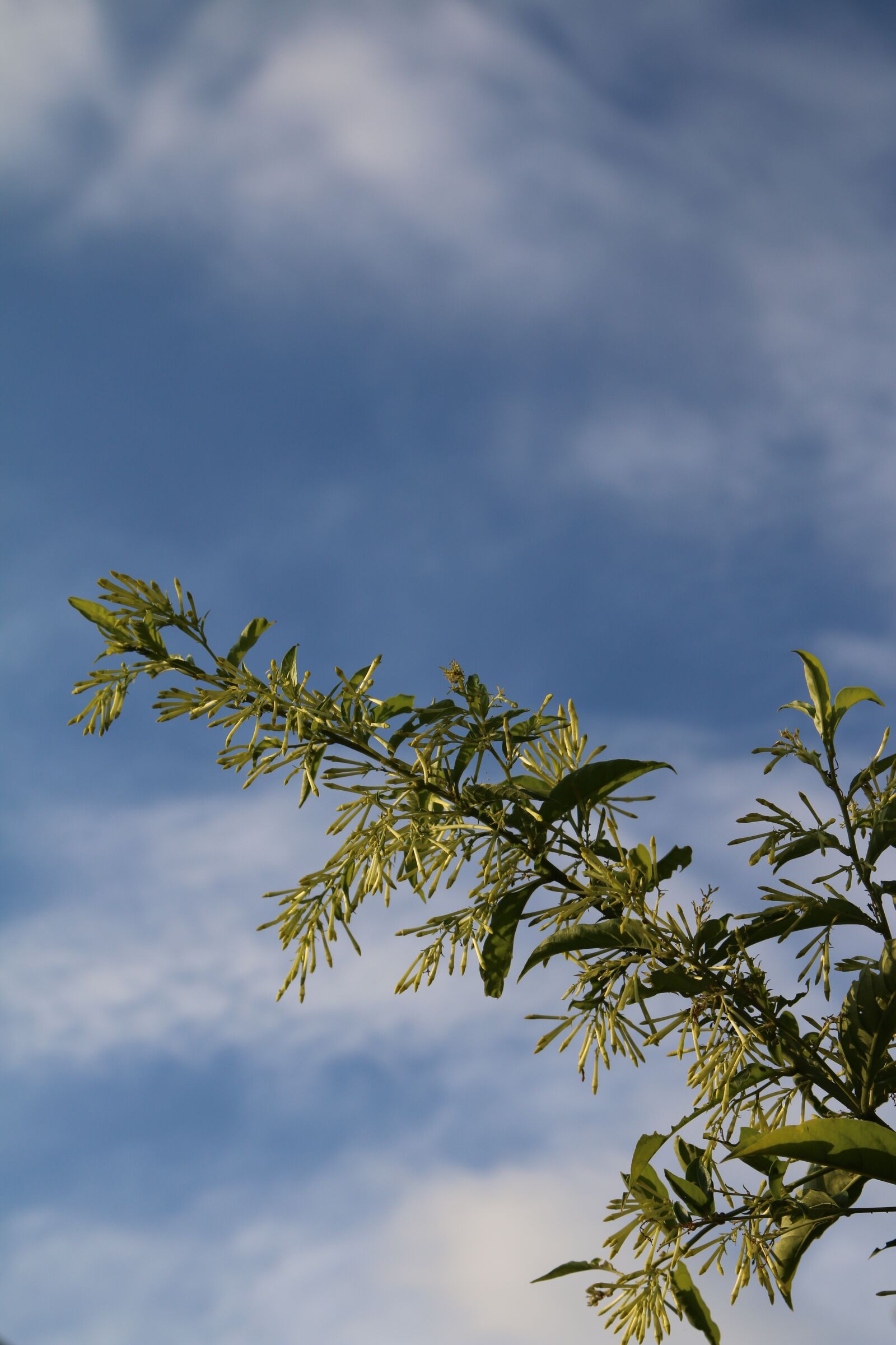 Canon EOS 70D sample photo. Sky, clouds, trees photography