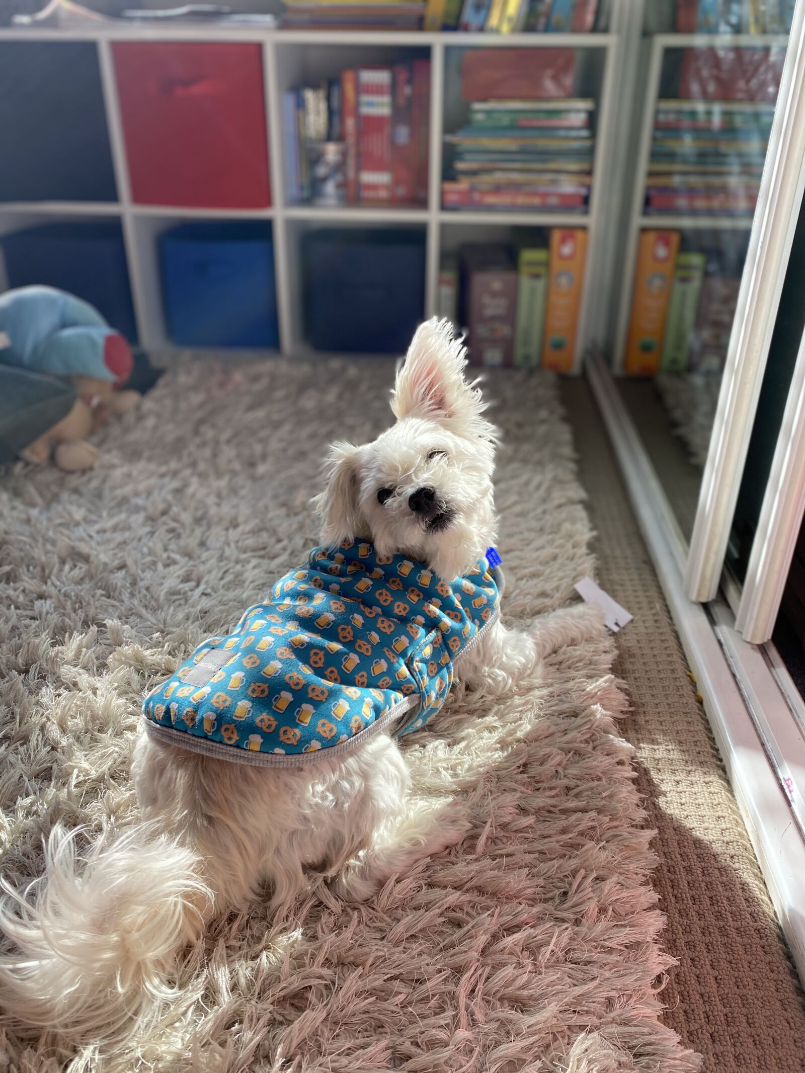 iPhone 11 back dual wide camera 4.25mm f/1.8 sample photo. Dog, relaxing, relax photography