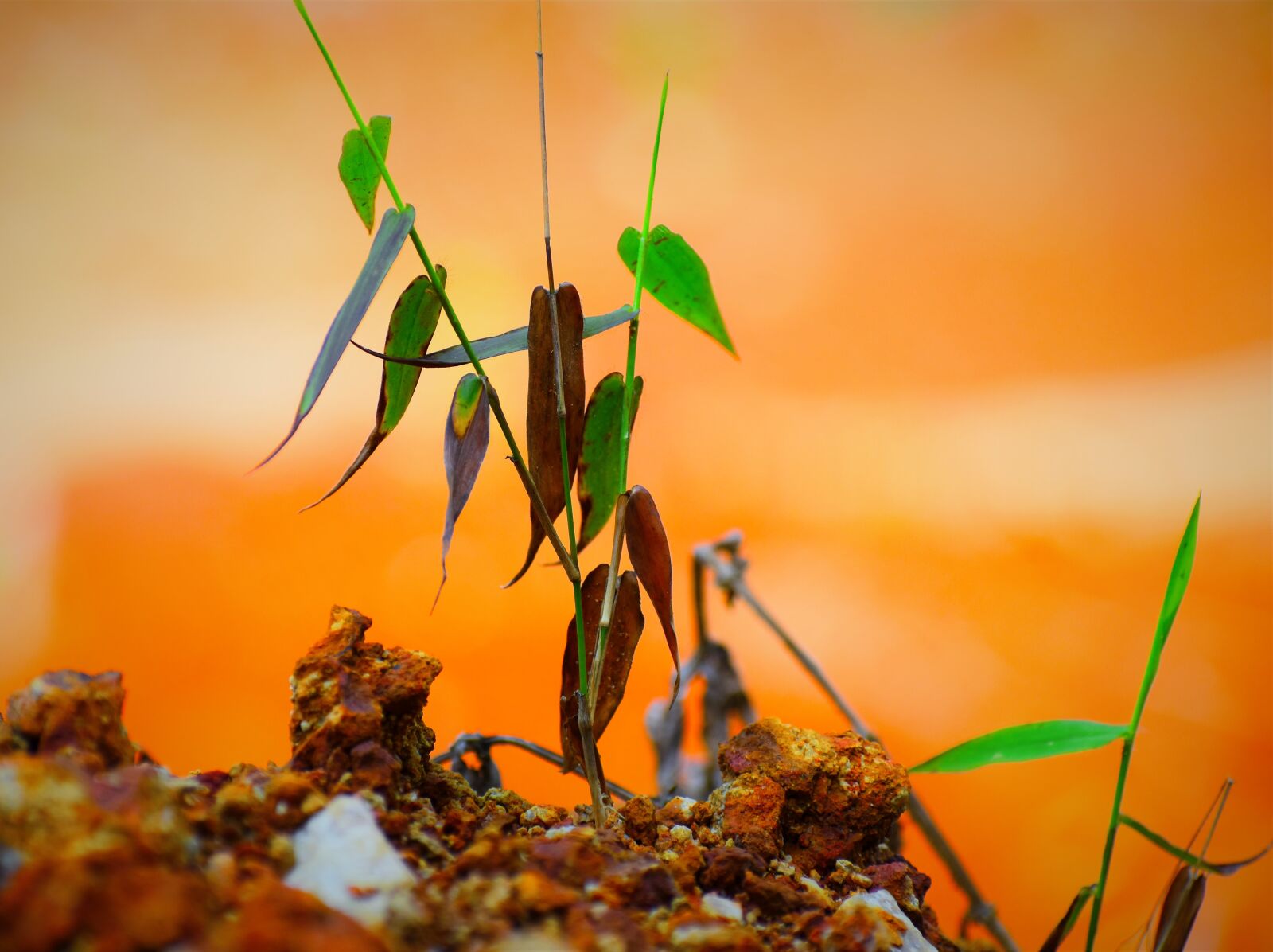 Nikon D5600 sample photo. Leaf, nature, flora photography