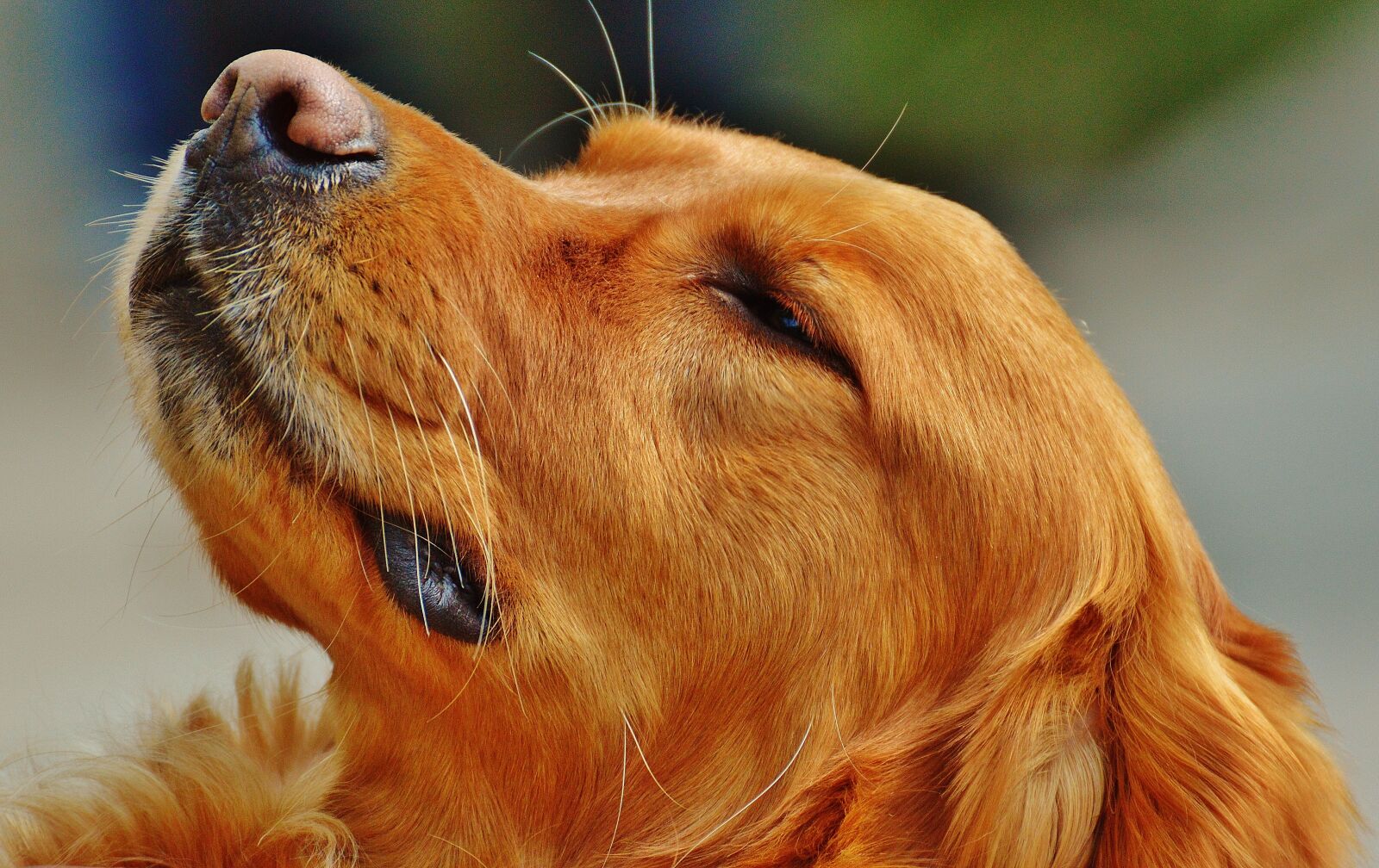 Nikon D3200 sample photo. Irish setter, dog, fur photography