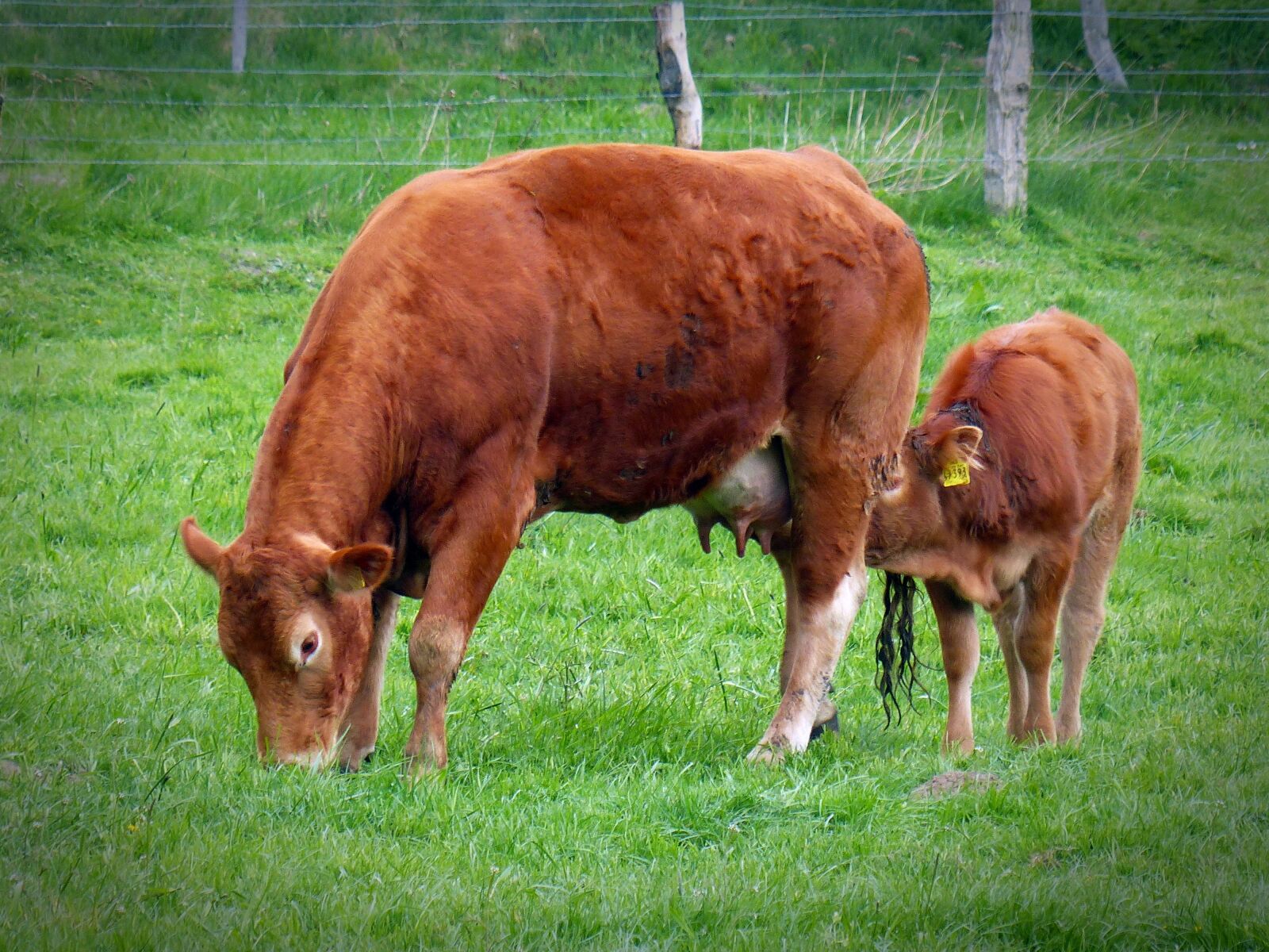Panasonic Lumix DMC-FZ200 sample photo. Beef, pasture, livestock photography