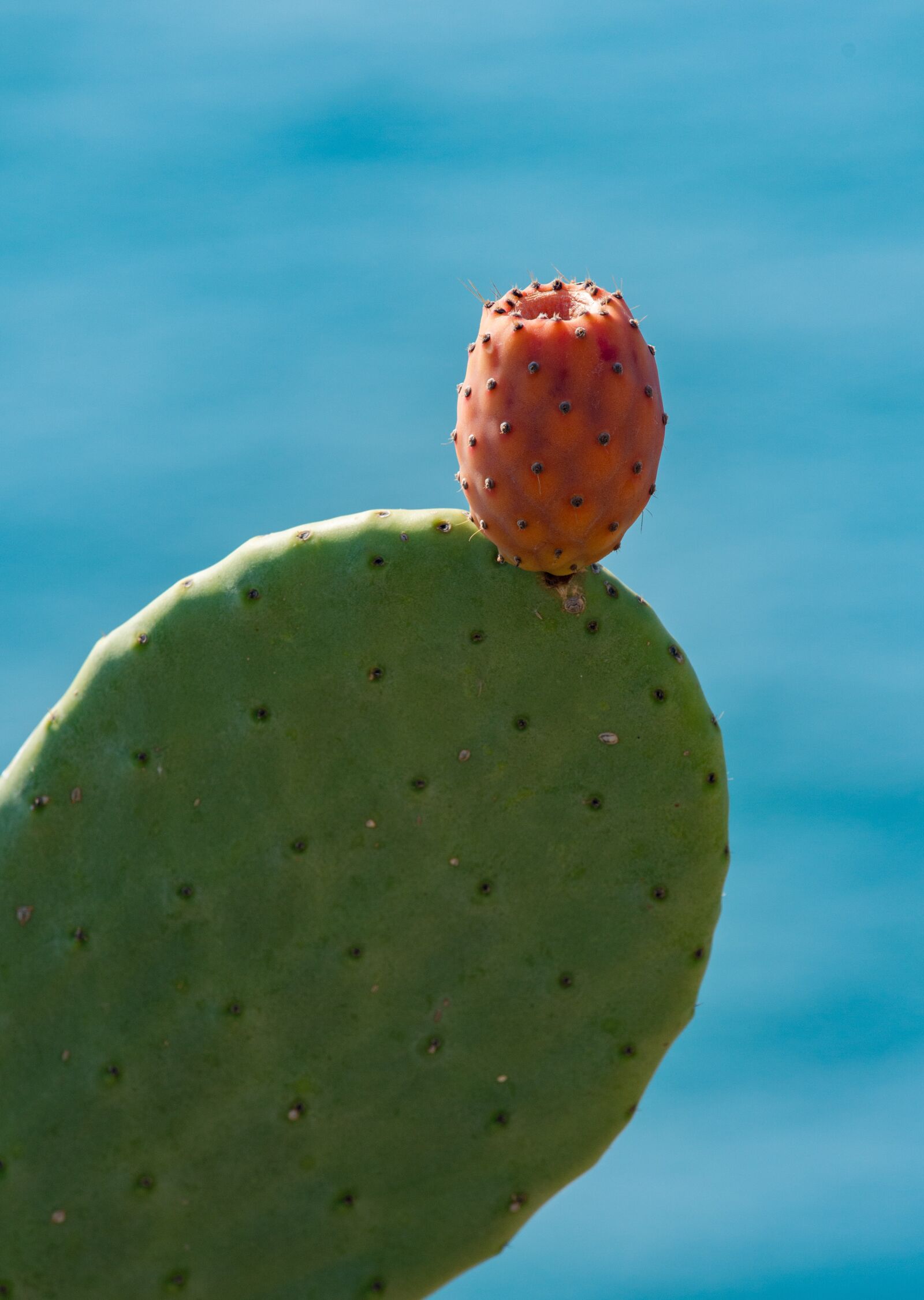 Nikon D800E sample photo. Cactus, prickly pear, fruit photography