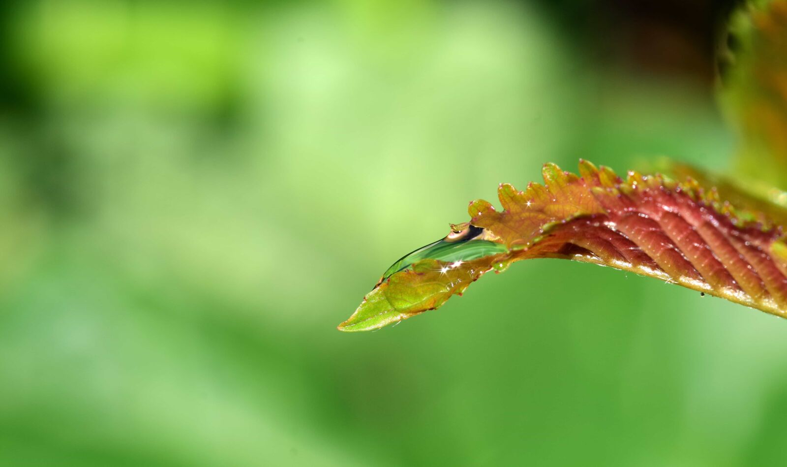Nikon D3300 sample photo. Leaf, plant, forest, nature photography