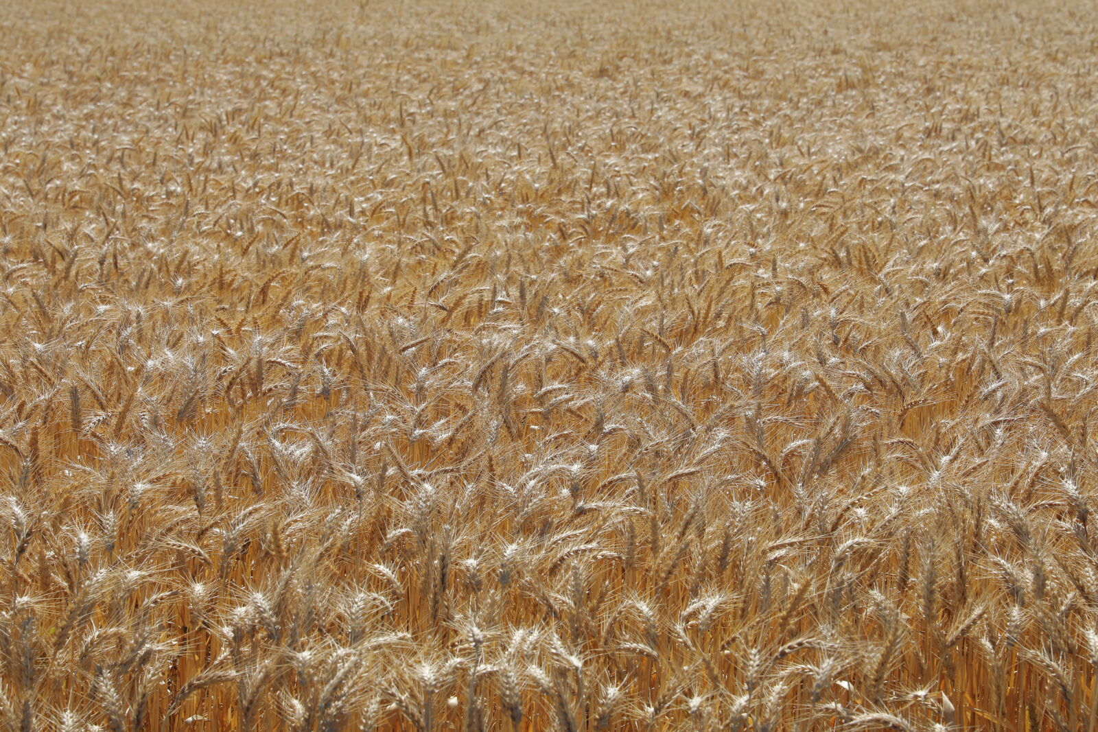 Canon EOS 5D Mark IV sample photo. Wheat, field photography