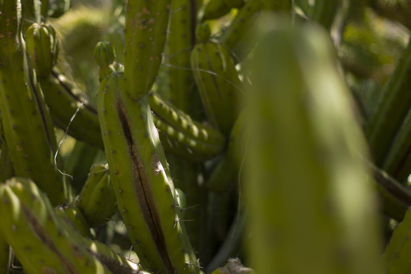 Leica M9 sample photo. Cactus, cacti, nature photography