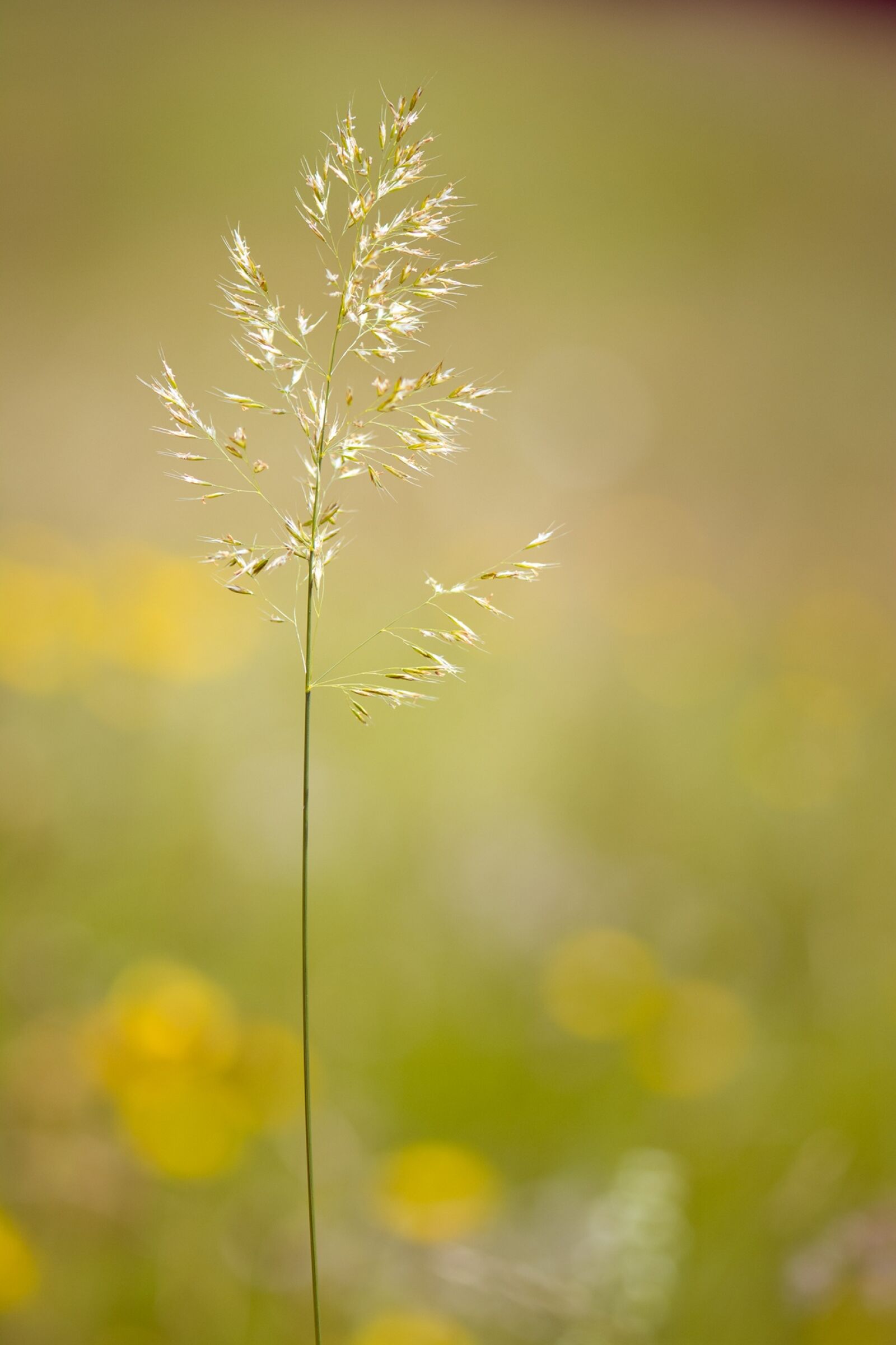 Nikon D7100 sample photo. Grass, grasses, seeds photography