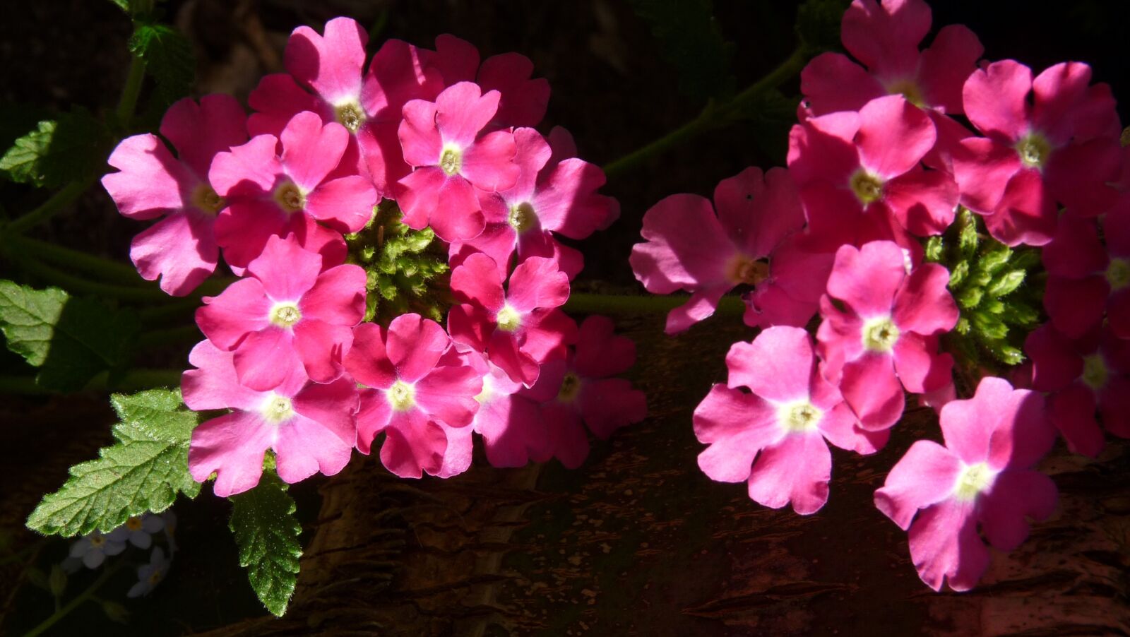 Panasonic Lumix DMC-FZ28 sample photo. Verbena, pink, flower photography