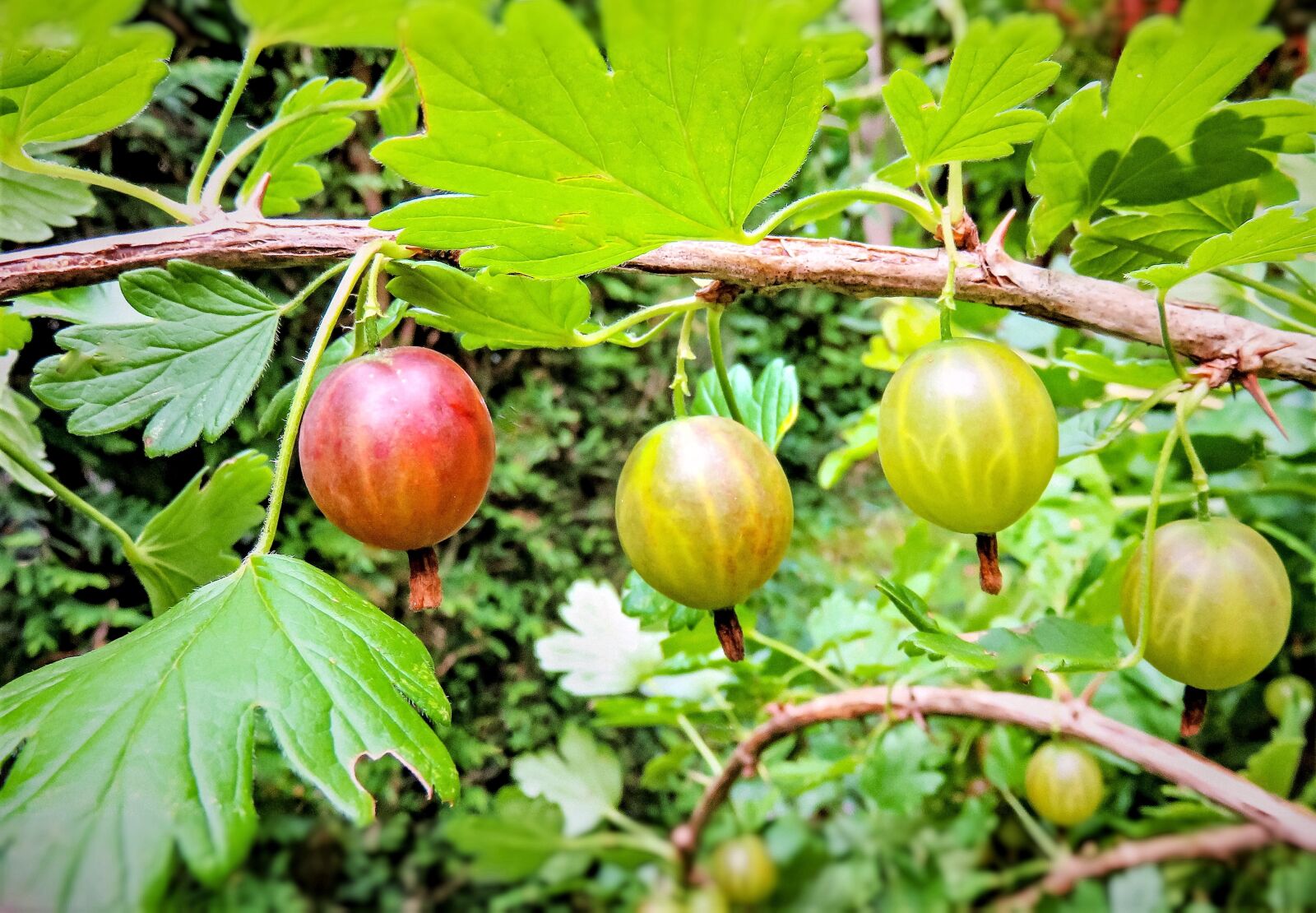 Canon PowerShot SX710 HS sample photo. Gooseberries, fruits, soft fruit photography