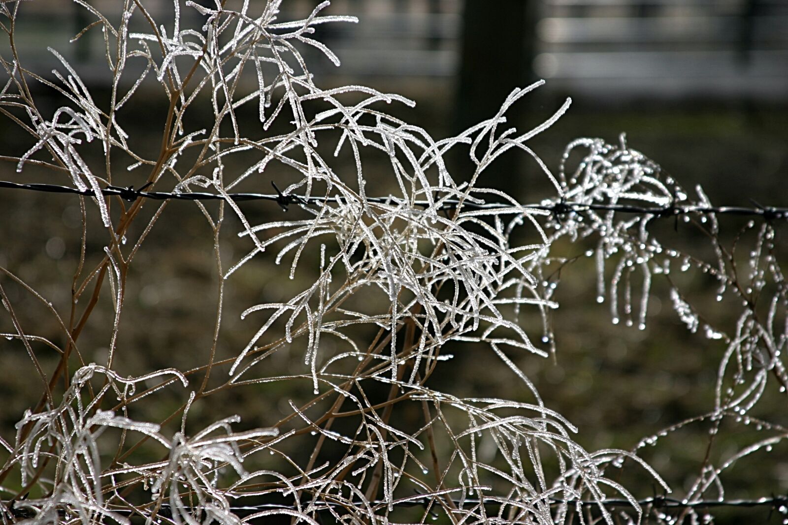 28.0 - 135.0 mm sample photo. Ice, winter, cold photography