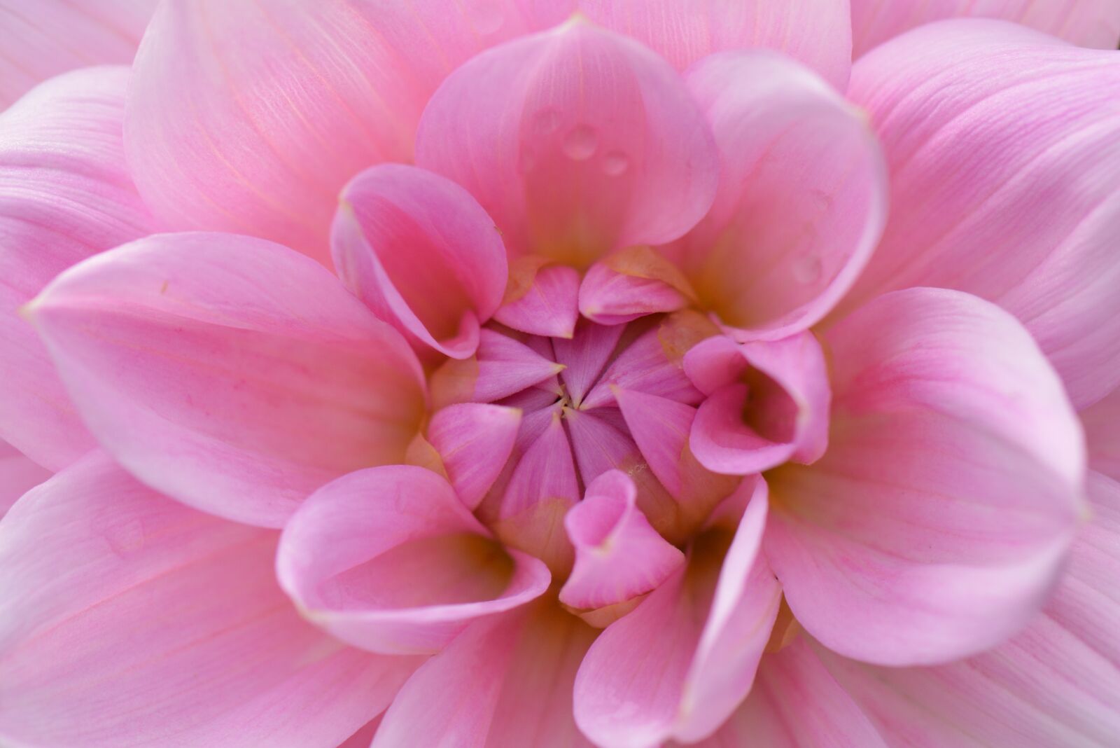 Nikon D5200 sample photo. Flower, nature, dahlia photography
