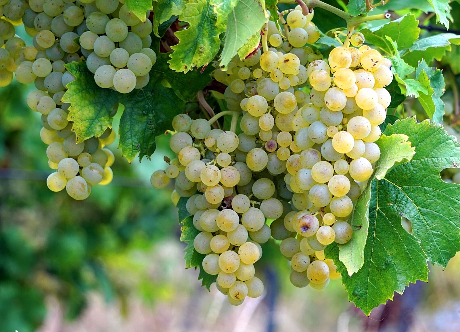 Sony Alpha a5000 (ILCE 5000) + Sony E 55-210mm F4.5-6.3 OSS sample photo. Grapes, wine, vines photography