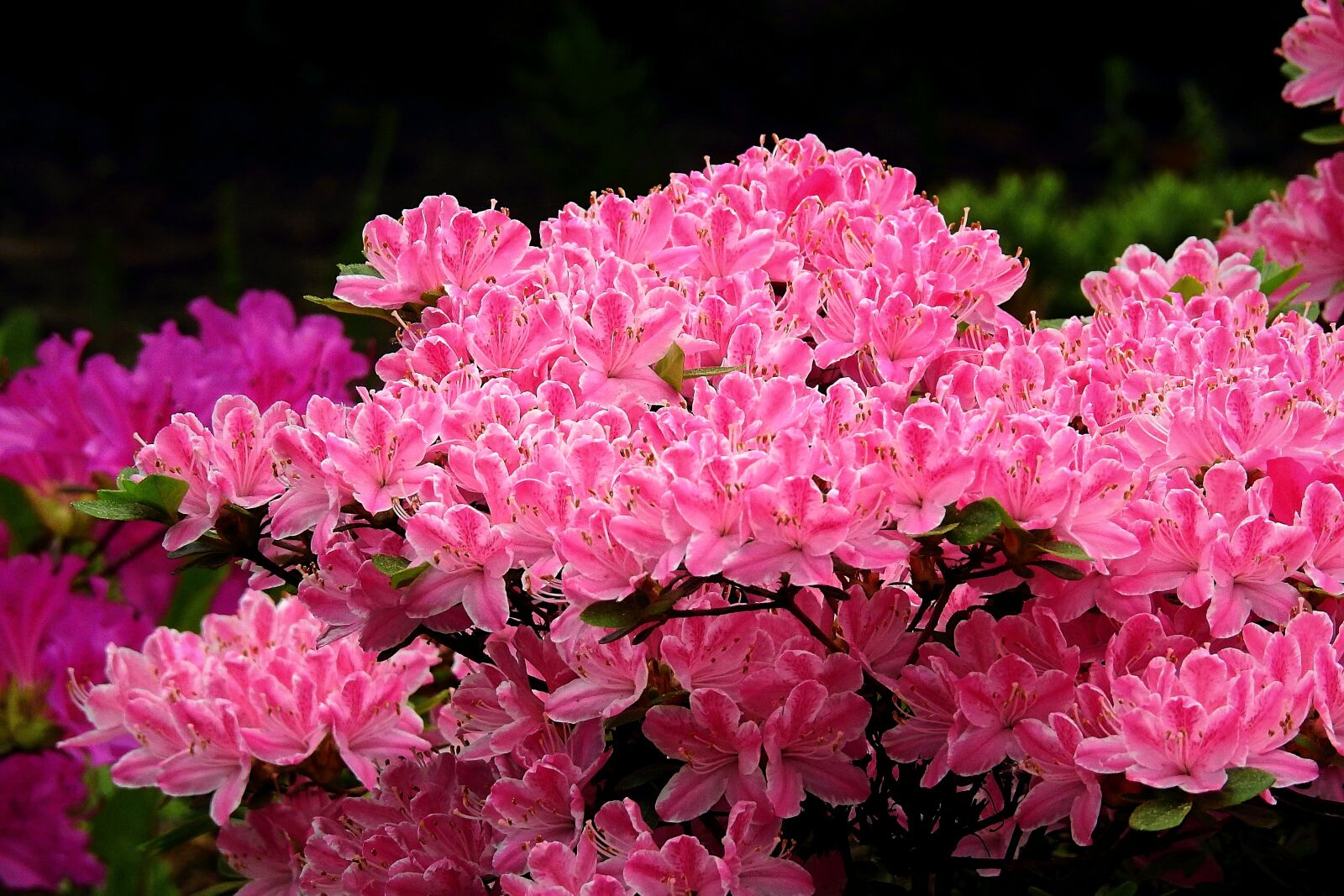 Nikon Coolpix P900 sample photo. Pink flowers, beauty, nature photography