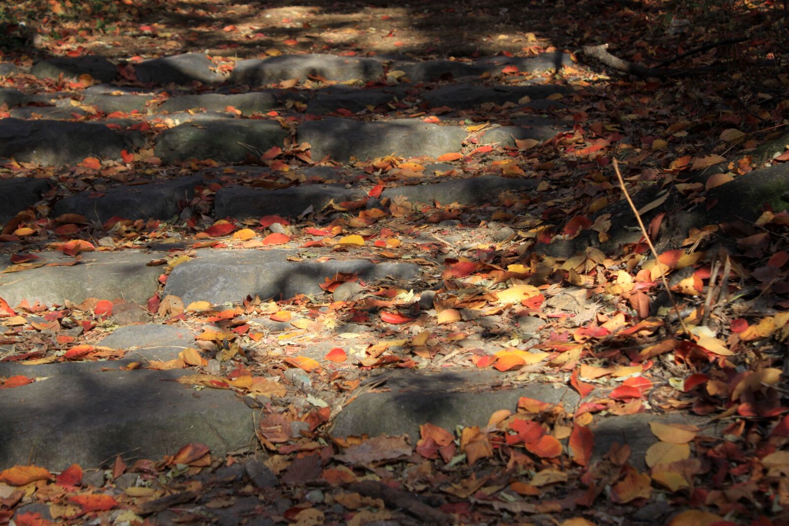 Canon EOS 50D sample photo. Hiking trails, leaves, esplanade photography