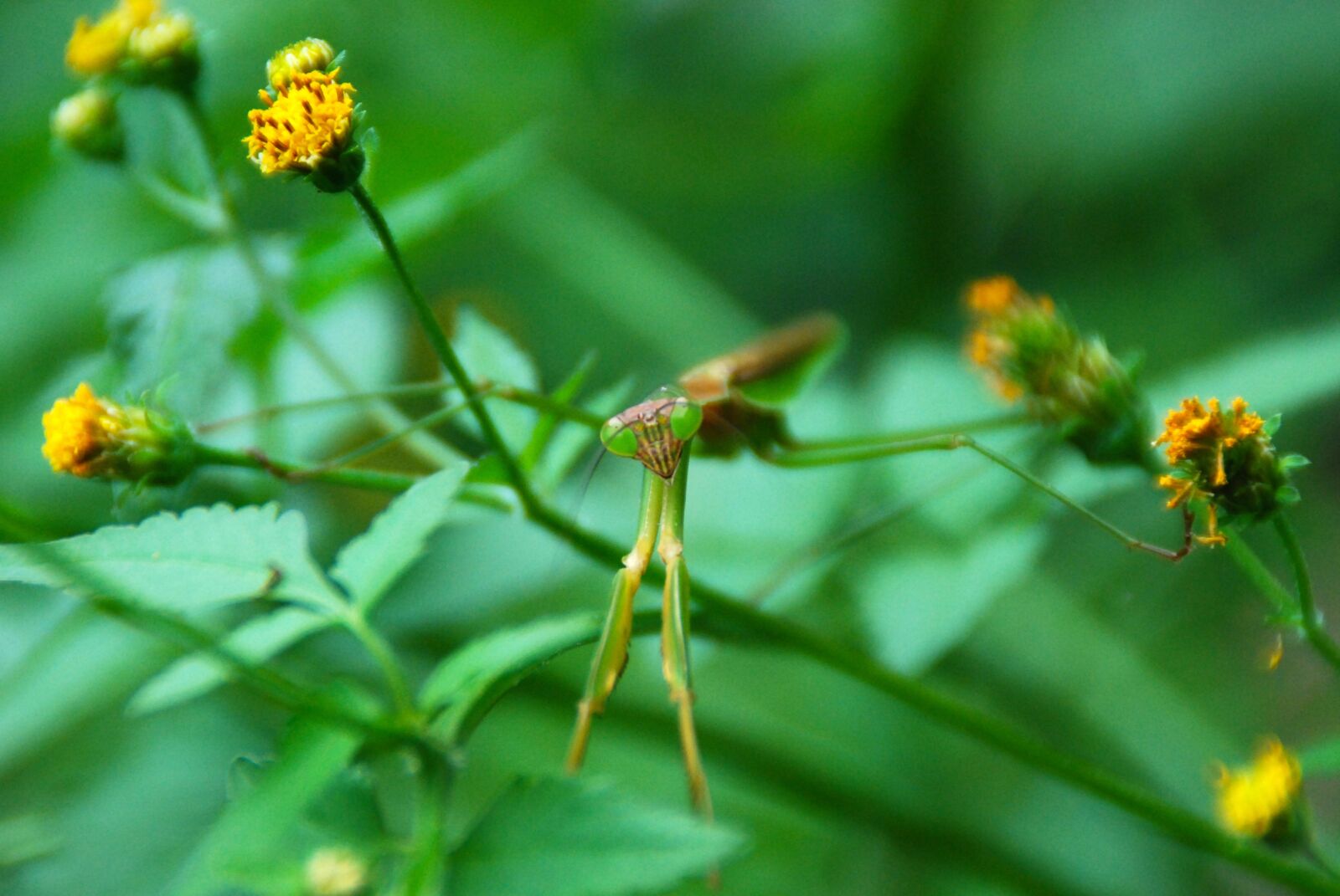 Nikon D40X sample photo. Mantis, insect, bug photography