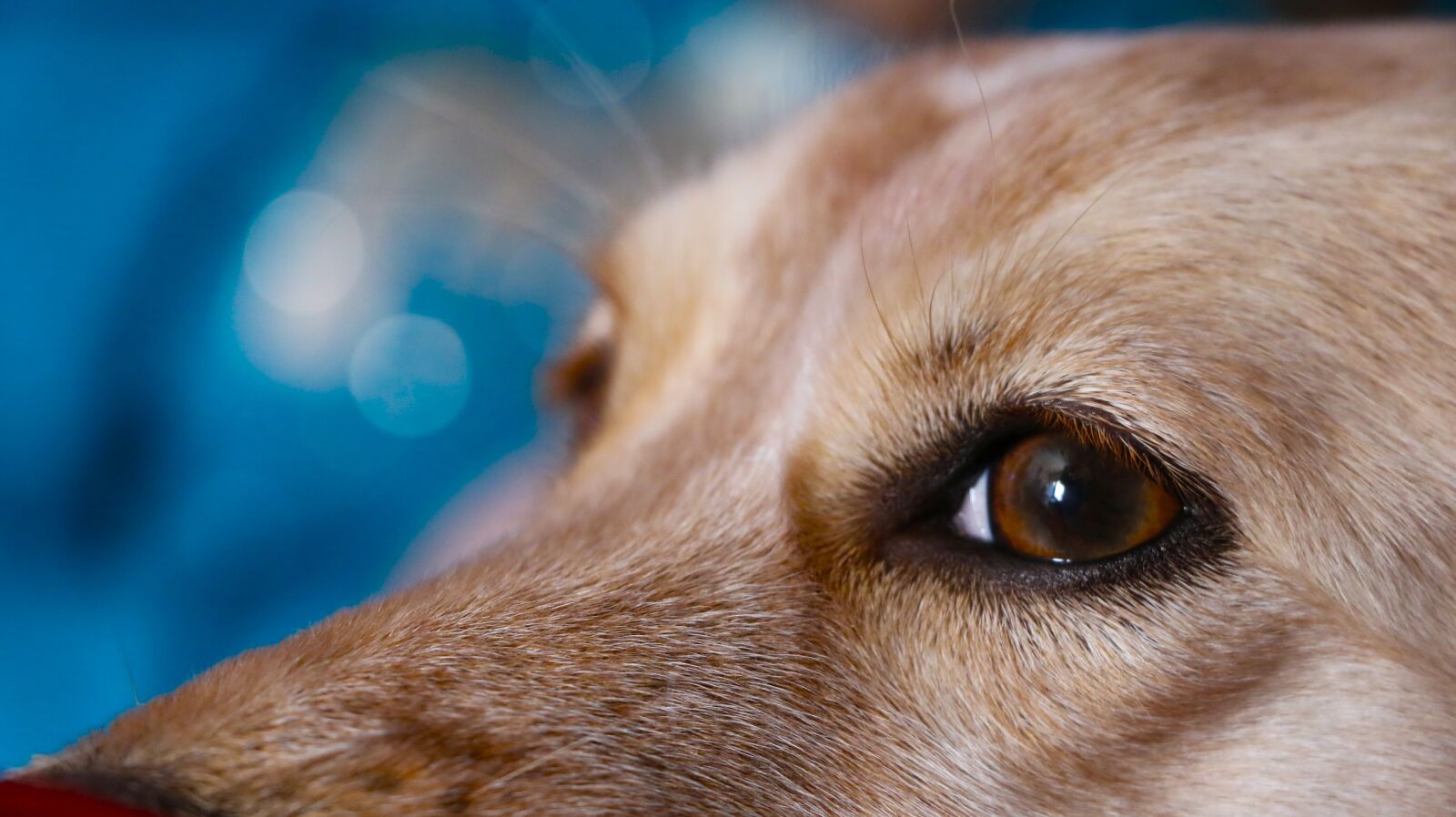 Canon EOS 7D Mark II sample photo. Dog, look, innocent photography