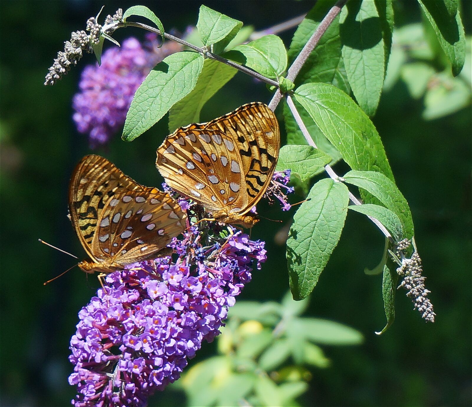 Sony Alpha NEX-5T sample photo. Fritillary butterfly, butterfly, nature photography