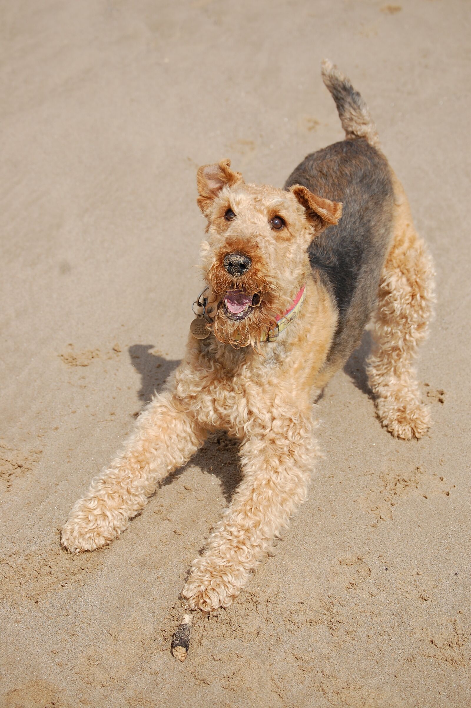 Nikon D40 sample photo. Airedale, terrier, happy photography