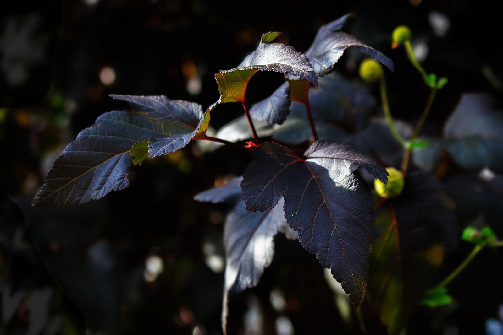 Canon EOS 700D (EOS Rebel T5i / EOS Kiss X7i) sample photo. Snowball-leaved bladder spiere, bush photography