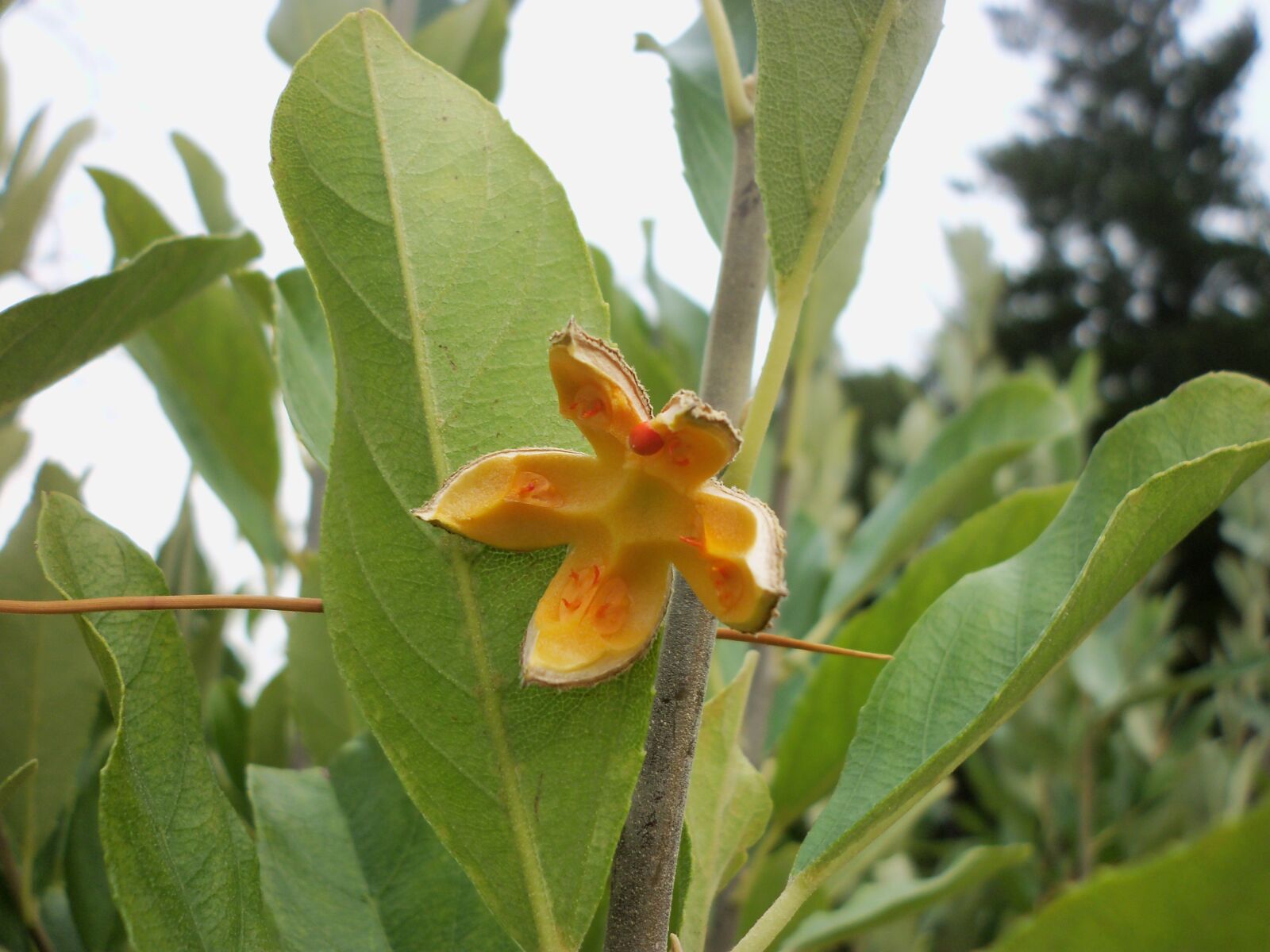 Kodak EASYSHARE C142 DIGITAL CAMERA sample photo. Open wild peach fruit photography