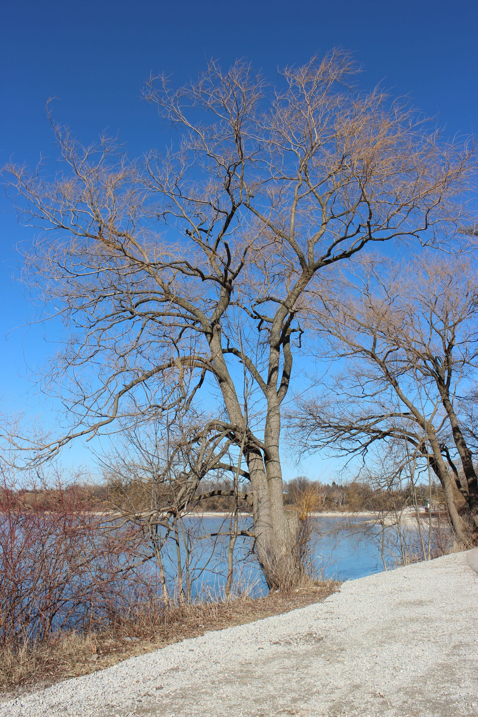 Canon EOS 600D (Rebel EOS T3i / EOS Kiss X5) sample photo. Tree, bare, season photography