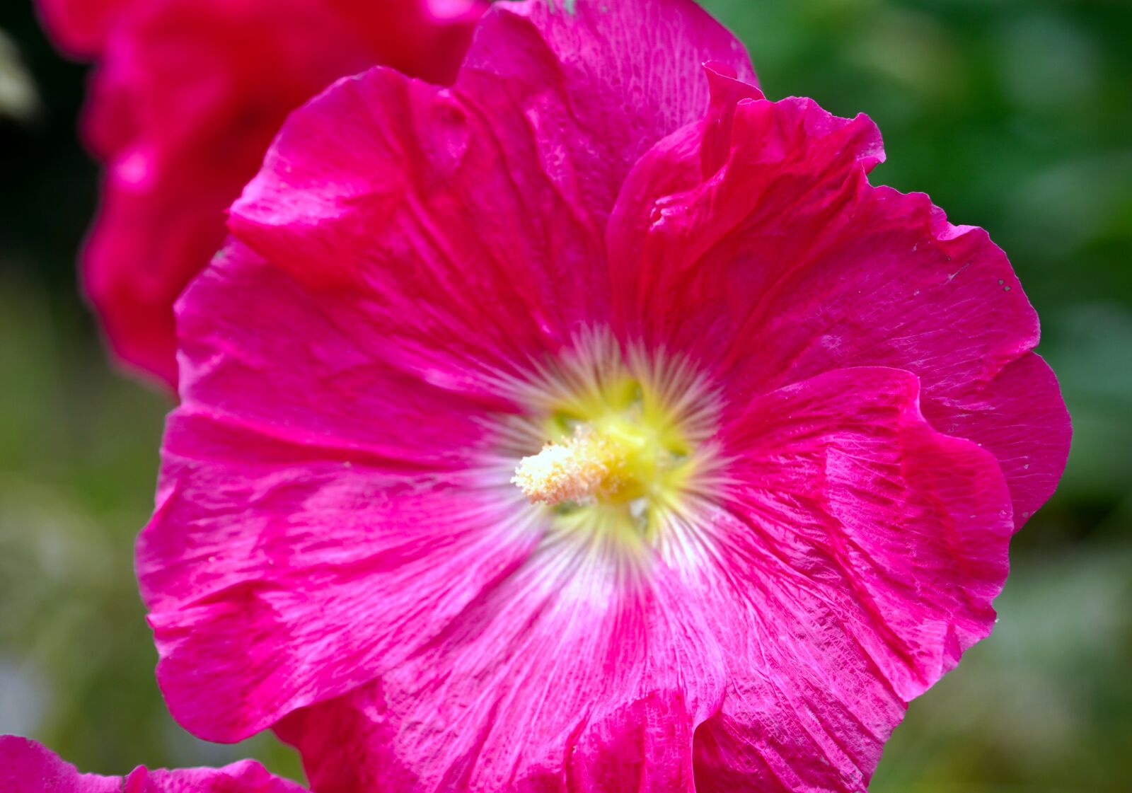 Sony E PZ 18-105mm F4 G OSS sample photo. Stock rose, flower, blossom photography
