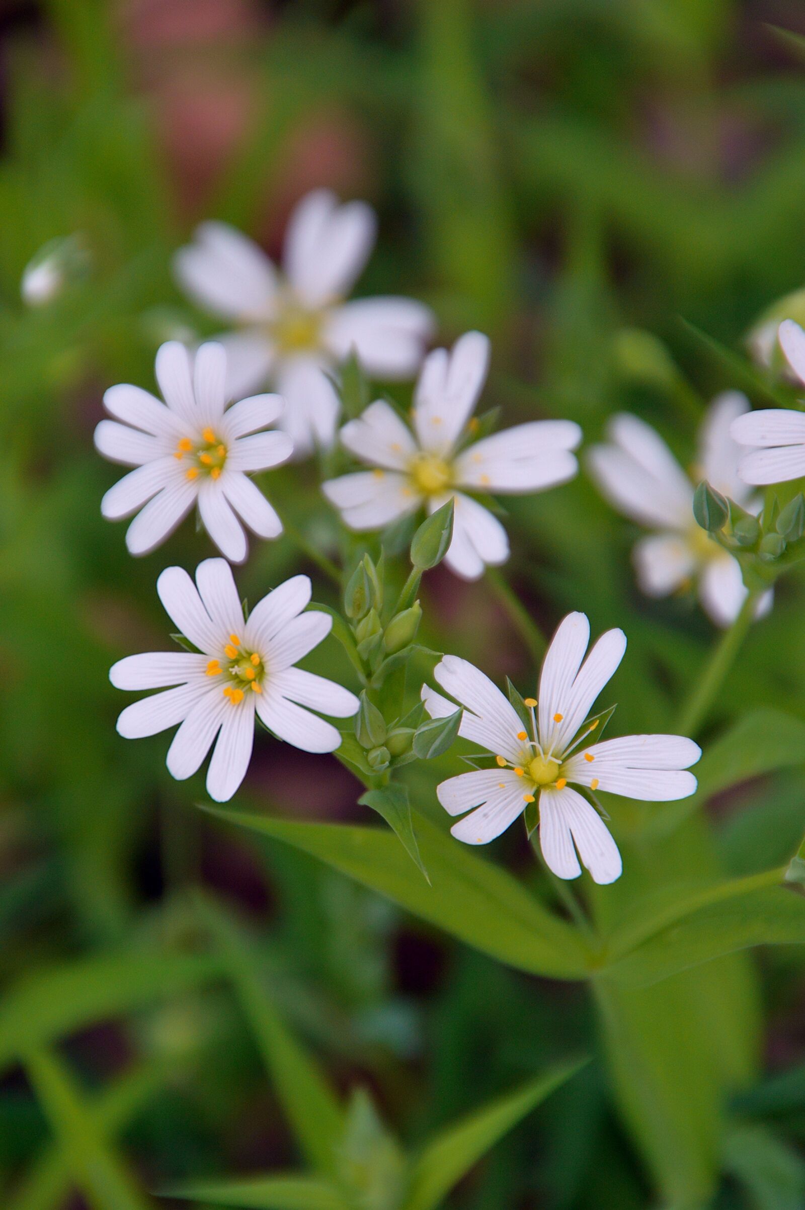 Nikon D3200 sample photo. White, plant, white flower photography
